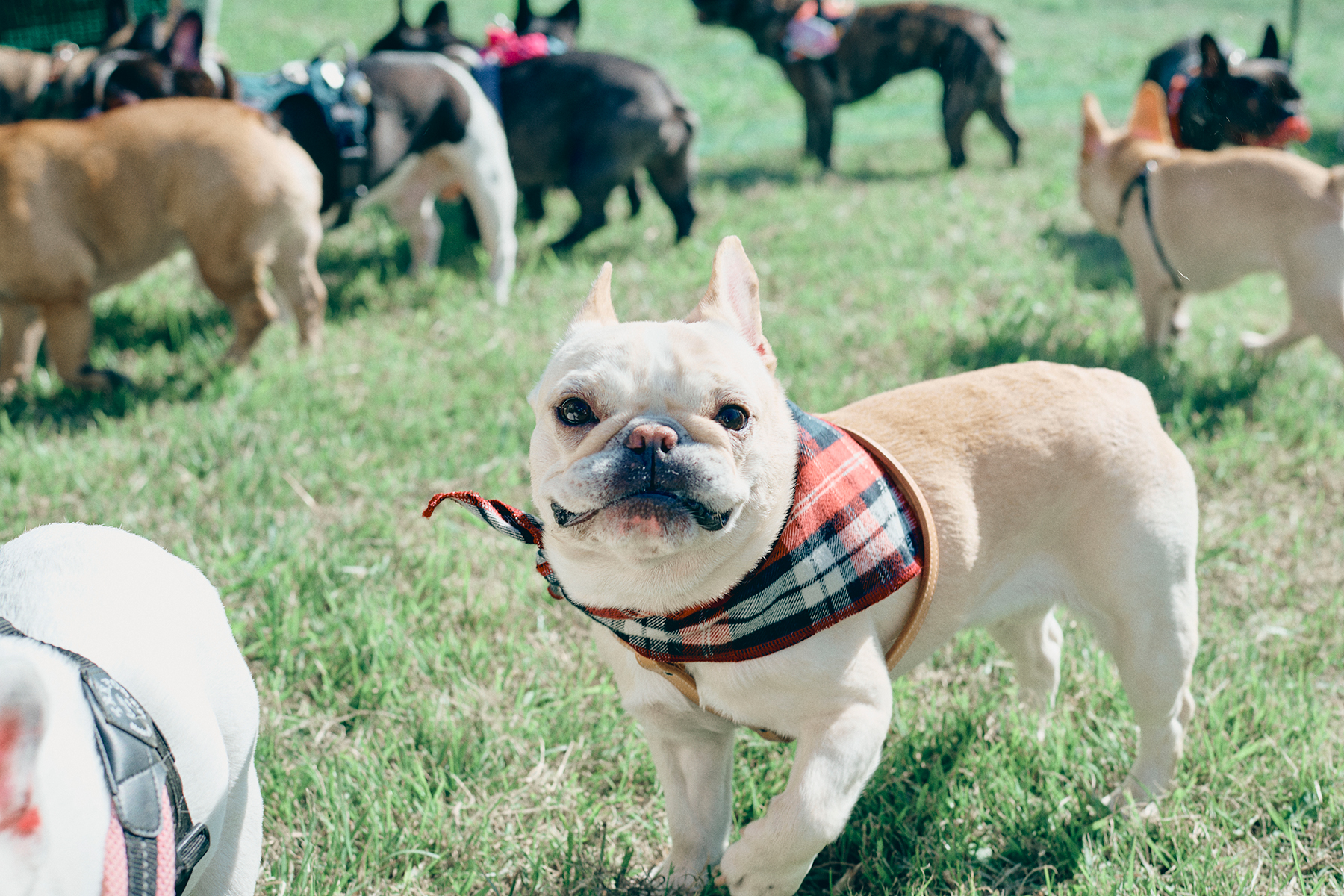 犬まみれ撮影会(French Bulldog)