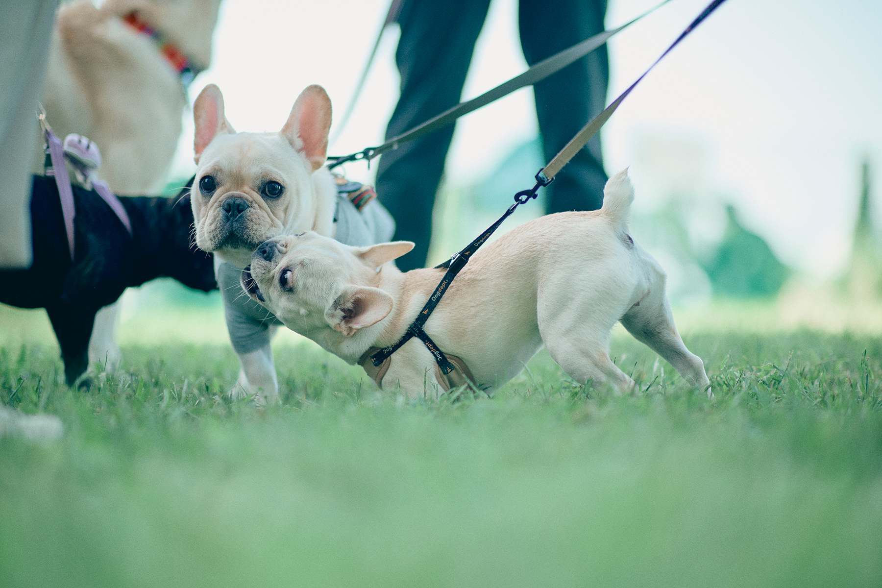 パピーセミナー(French Bulldog)