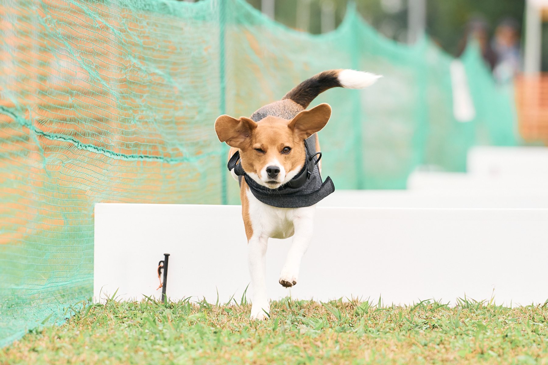 2025秋50mスプリント・50ｍハードル走結果発表(Beagle)