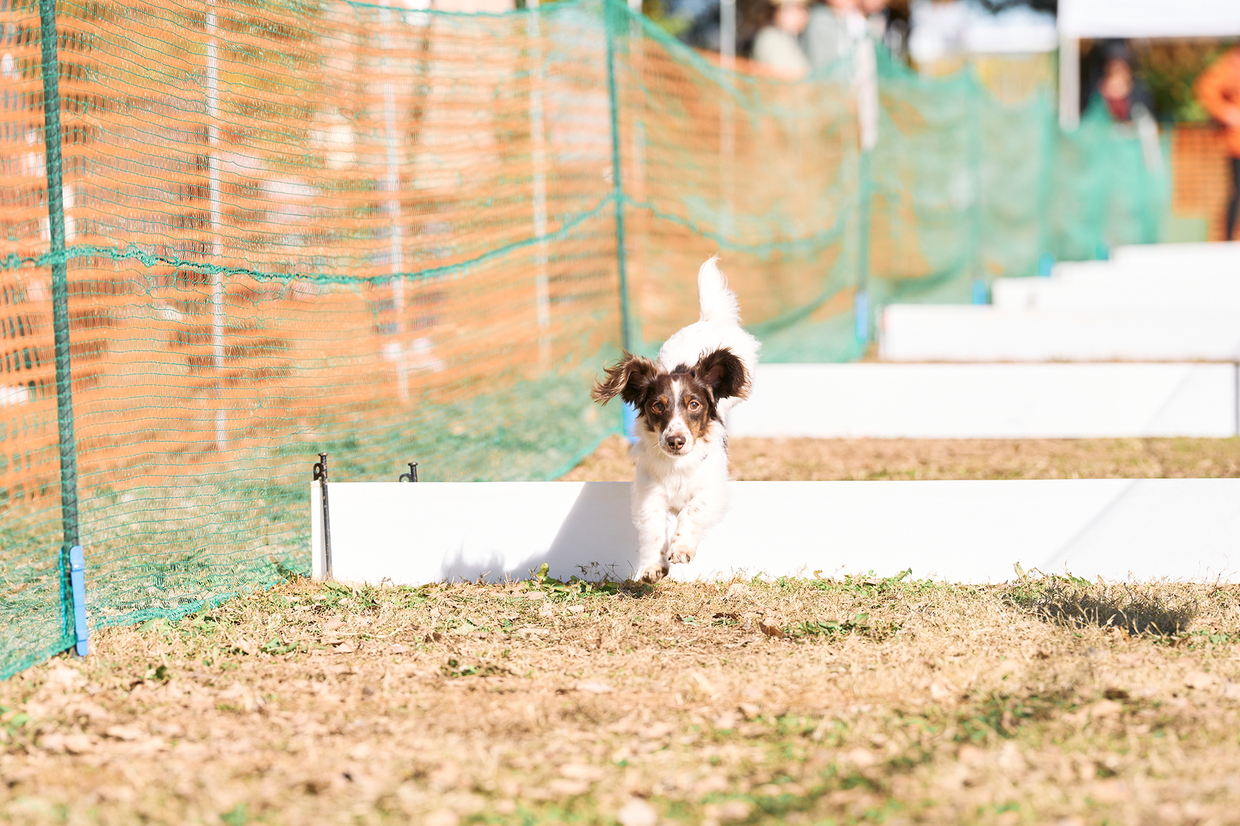 2025秋50mスプリント・50ｍハードル走結果発表(Dachshund)