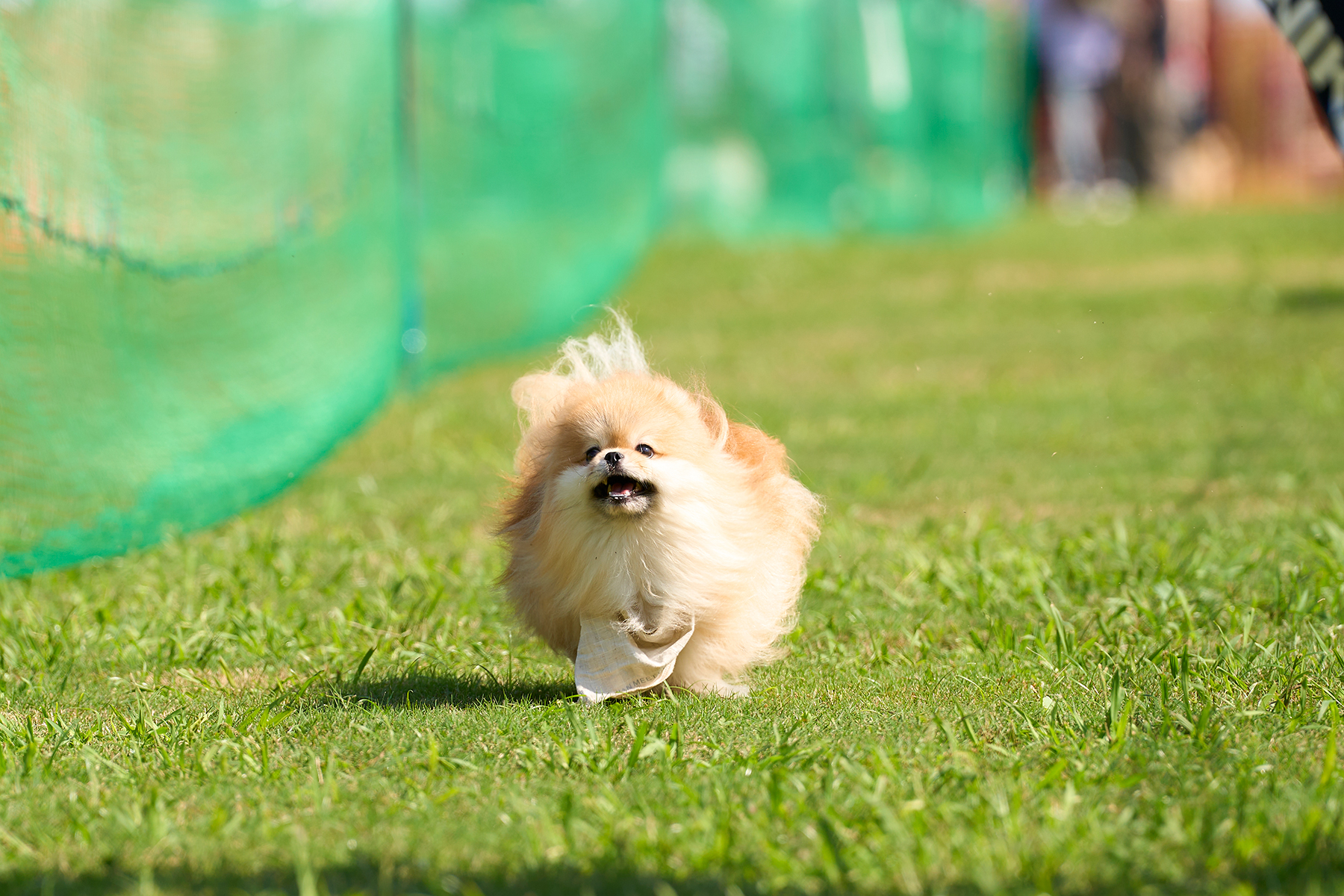 2025秋50mスプリント・50ｍハードル走結果発表(Pomeranian)
