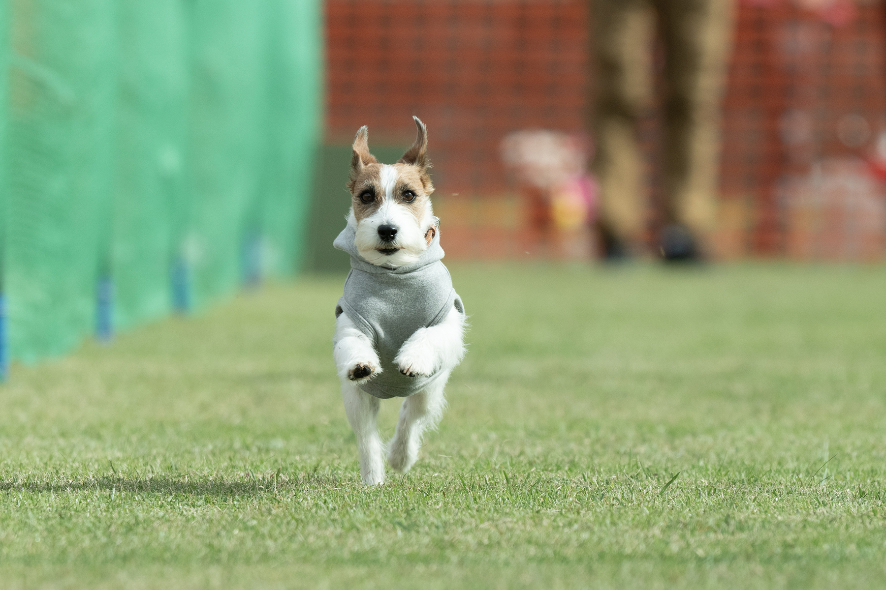 2025秋50mスプリント・50ｍハードル走結果発表(Jack Russell Terrier)
