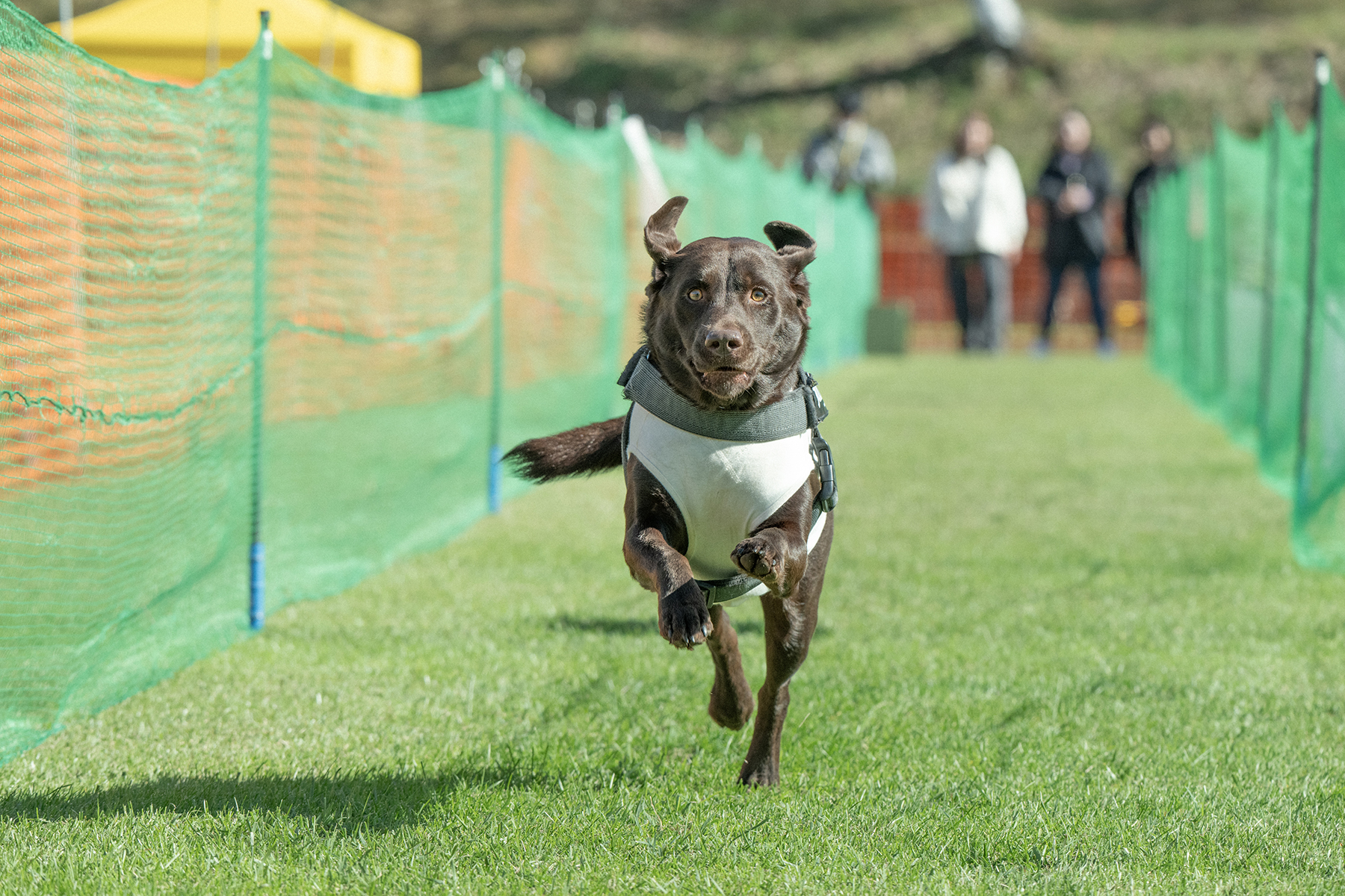 2025秋50mスプリント・50ｍハードル走結果発表(Retriever)