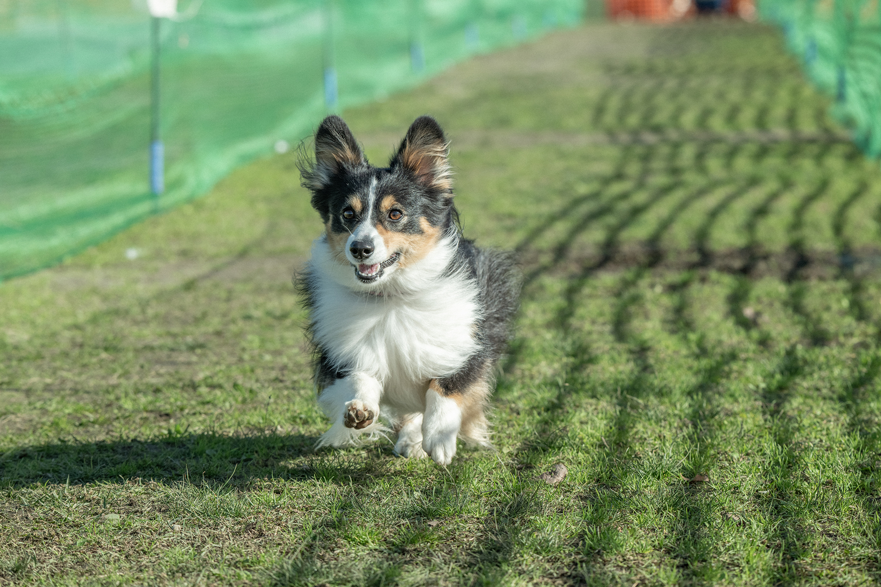 2025秋50mスプリント・50ｍハードル走結果発表(Corgi)