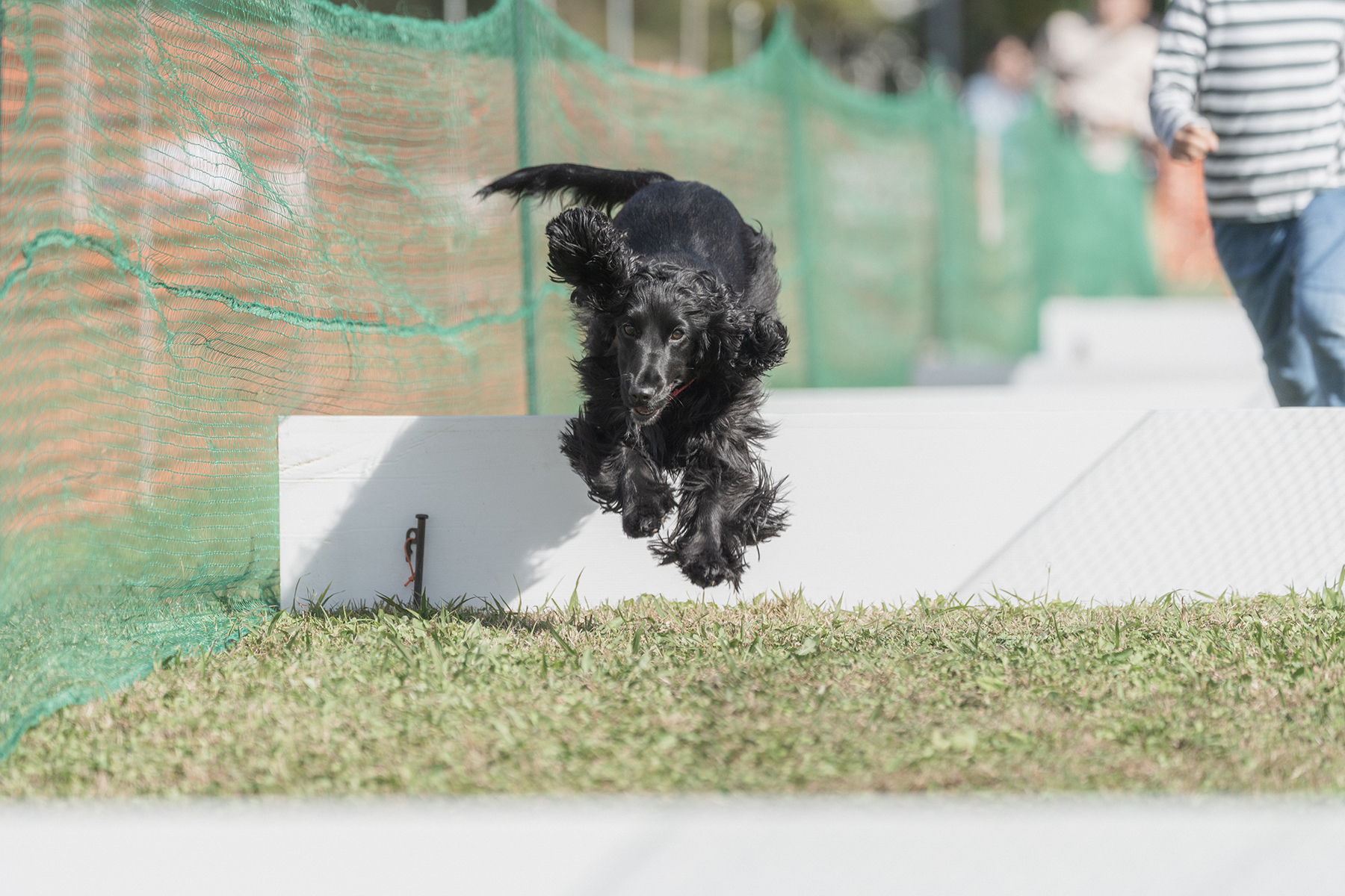 2025秋50mスプリント・50ｍハードル走結果発表(Cocker Spaniel)