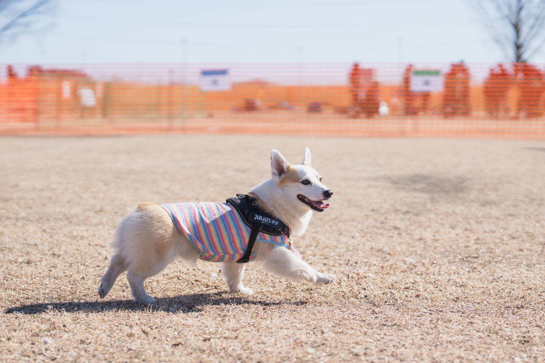 ドッグラン(Corgi Spring)