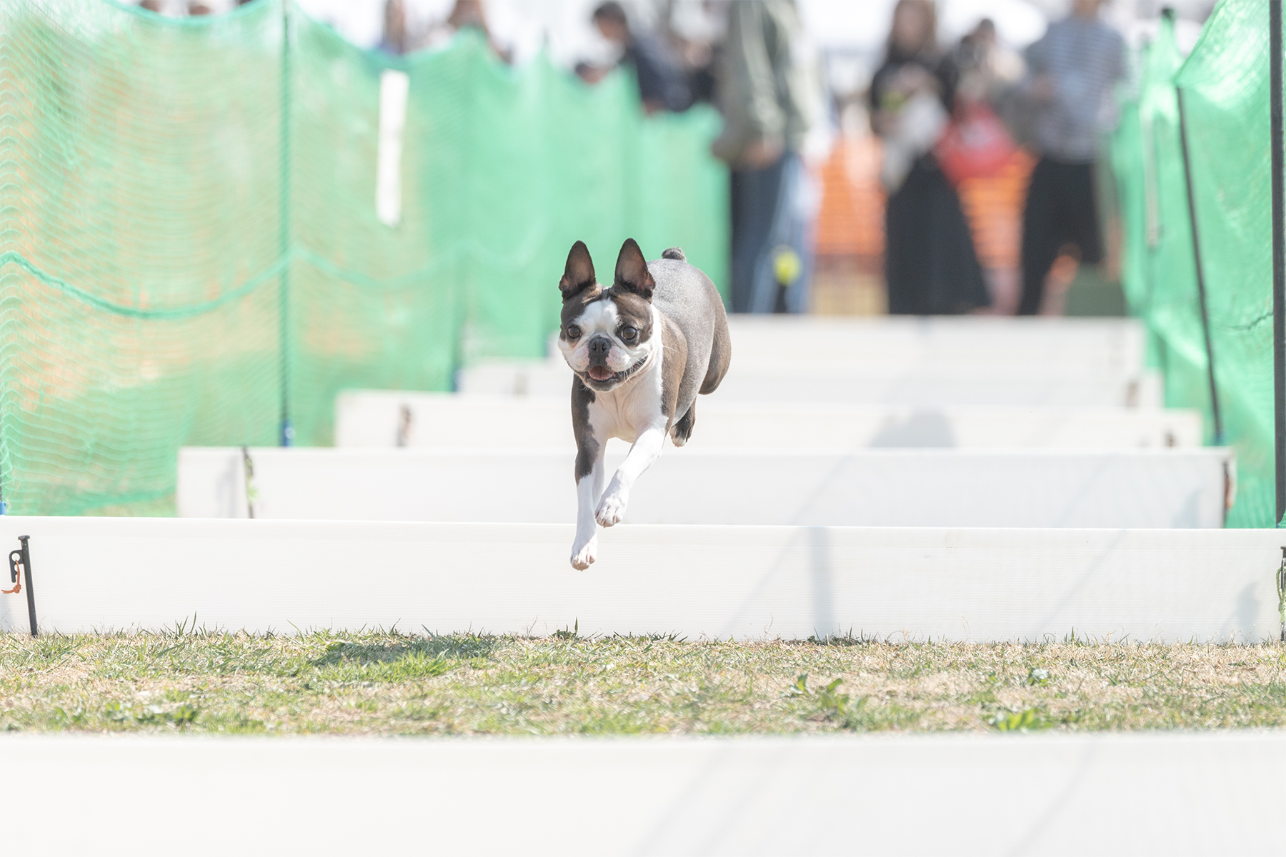 2025秋50mスプリント・50ｍハードル走結果発表(BostonTerrier)