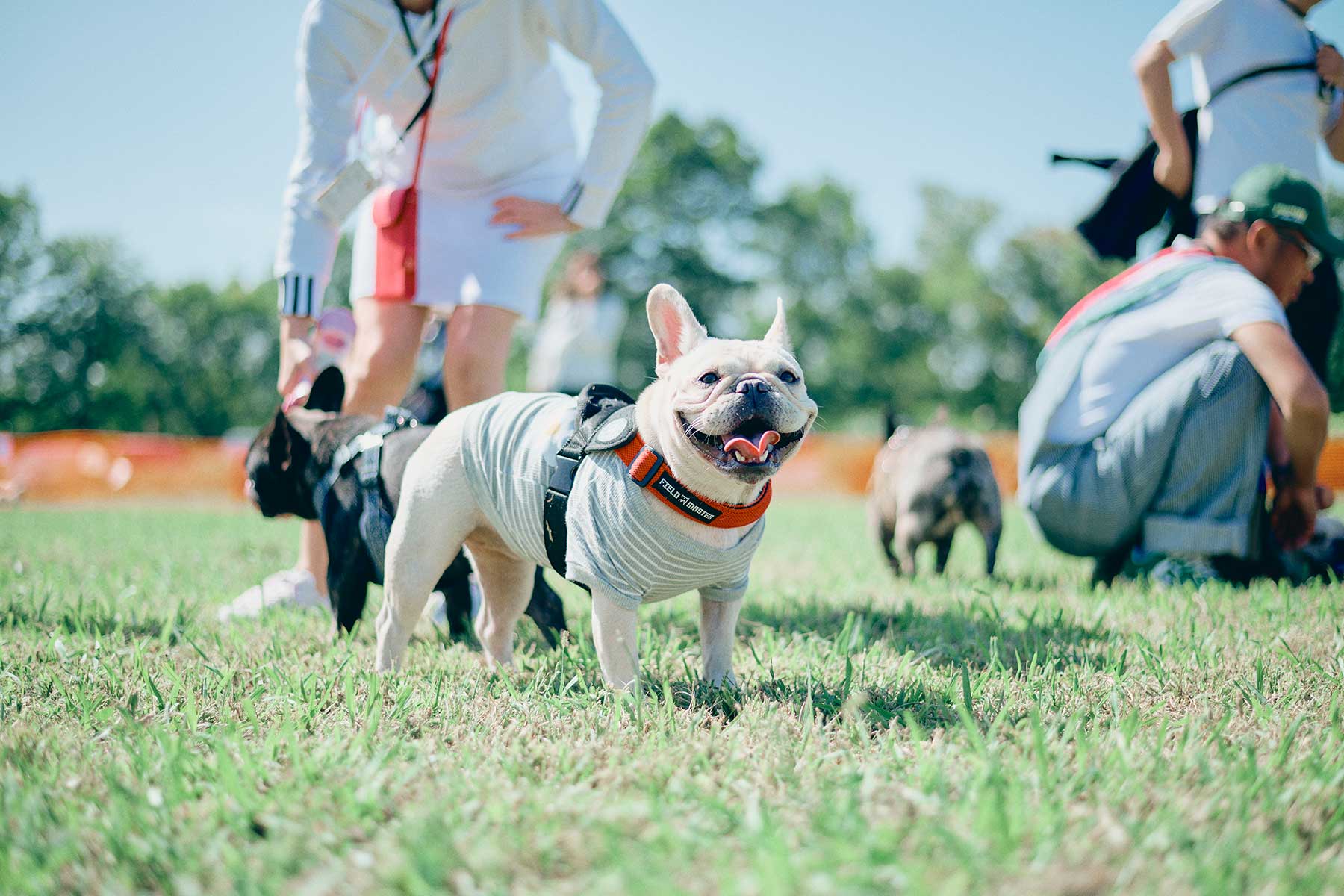 ドッグラン(French Bulldog)