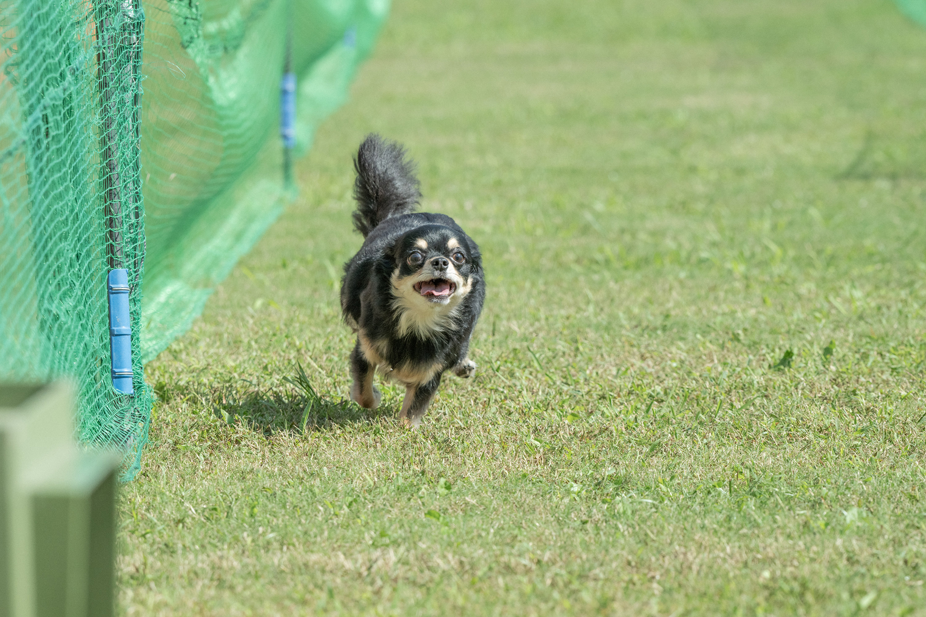2025秋50mスプリント・50ｍハードル走結果発表(Chihuahua)