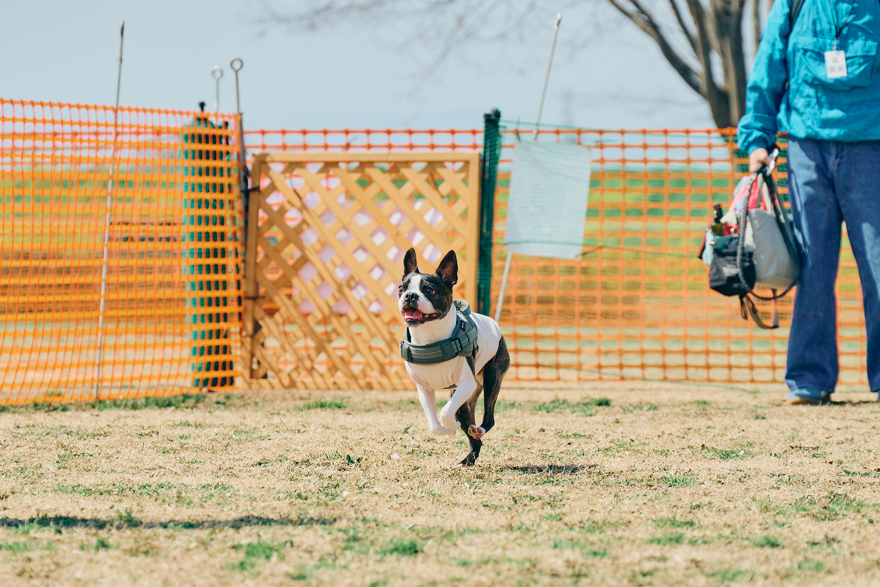 ドッグラン(Boston Terrier Spring)