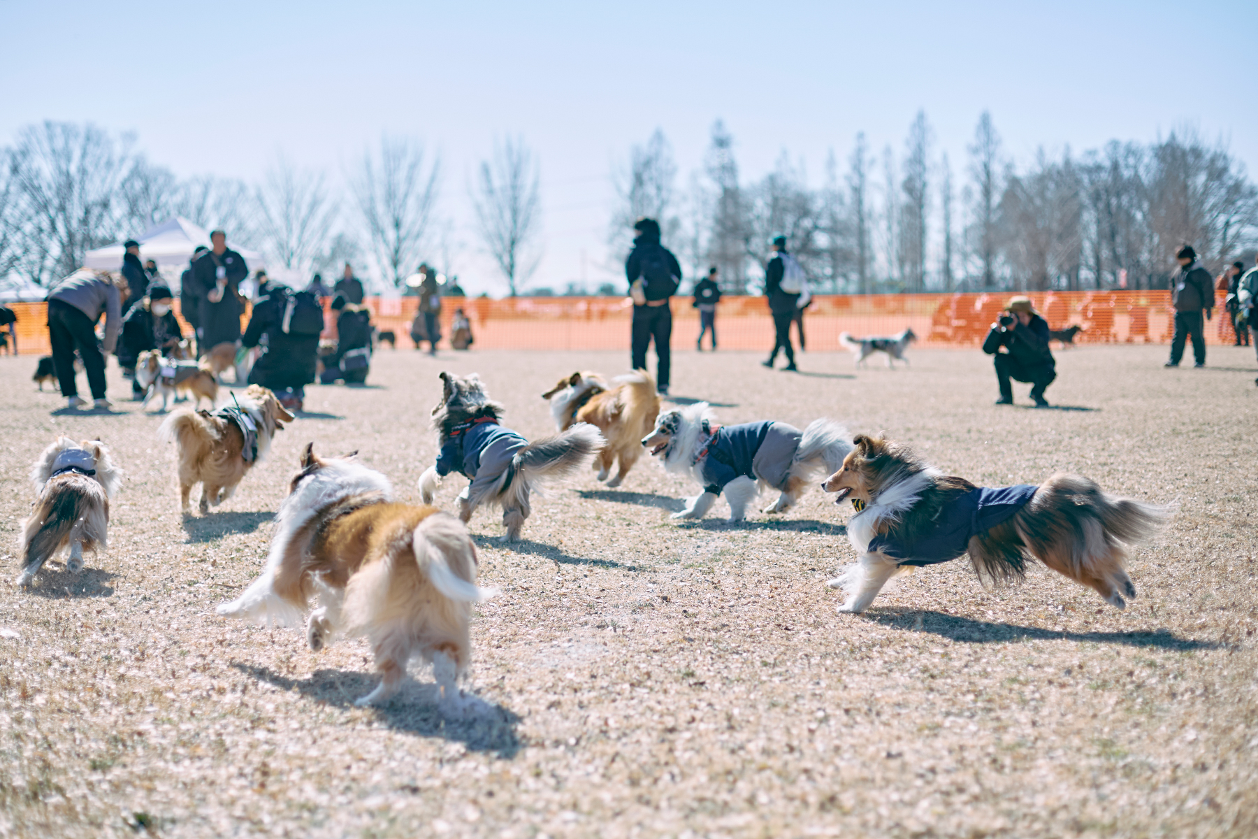 ドッグラン(Shetland Sheepdog)