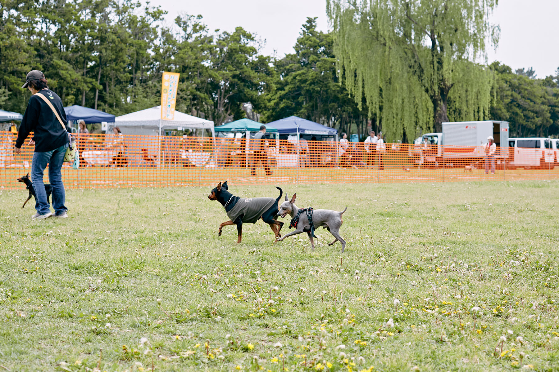 ドッグラン(Pinscher)