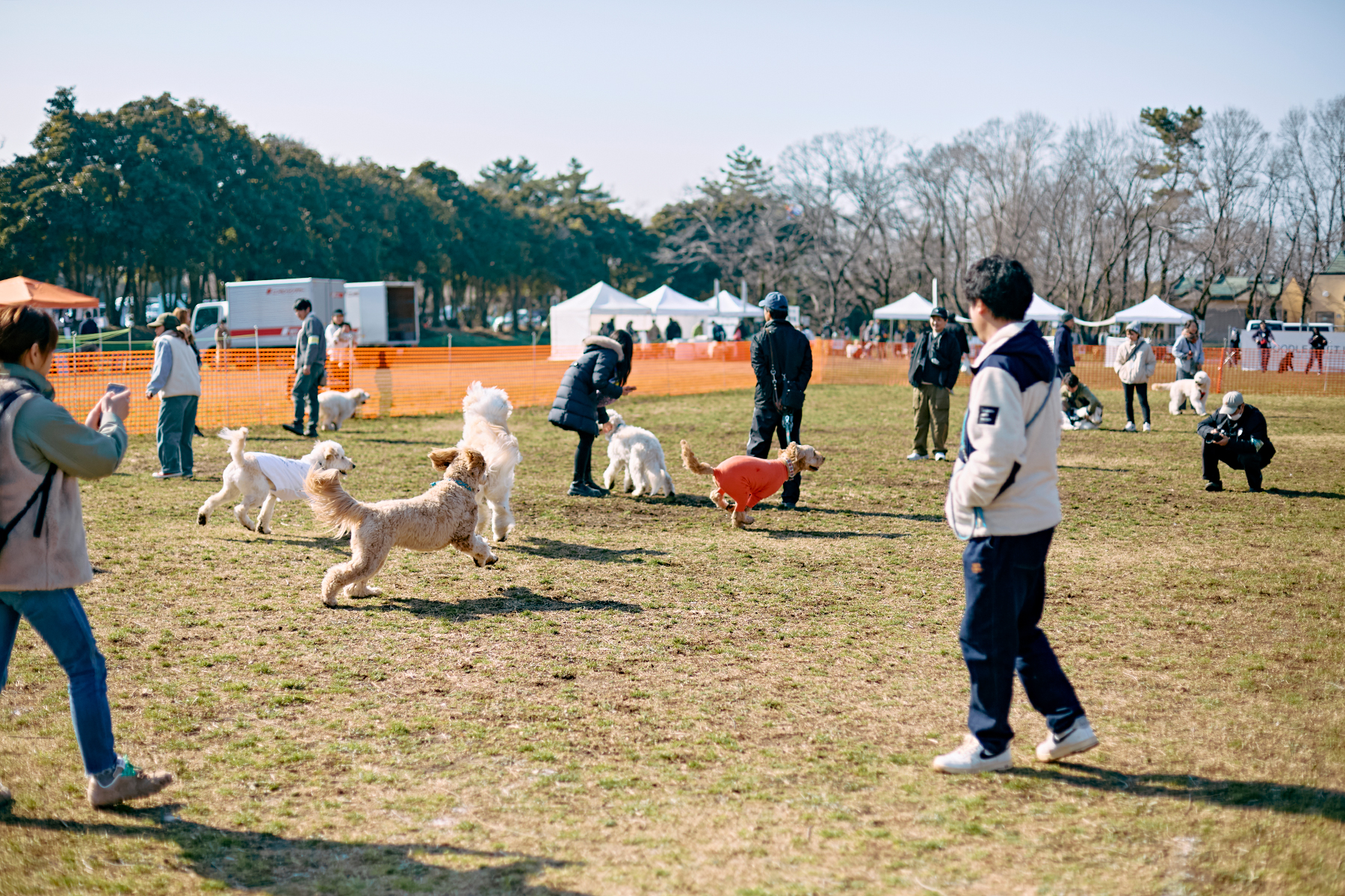 ドッグラン(Australian Labradoodle)