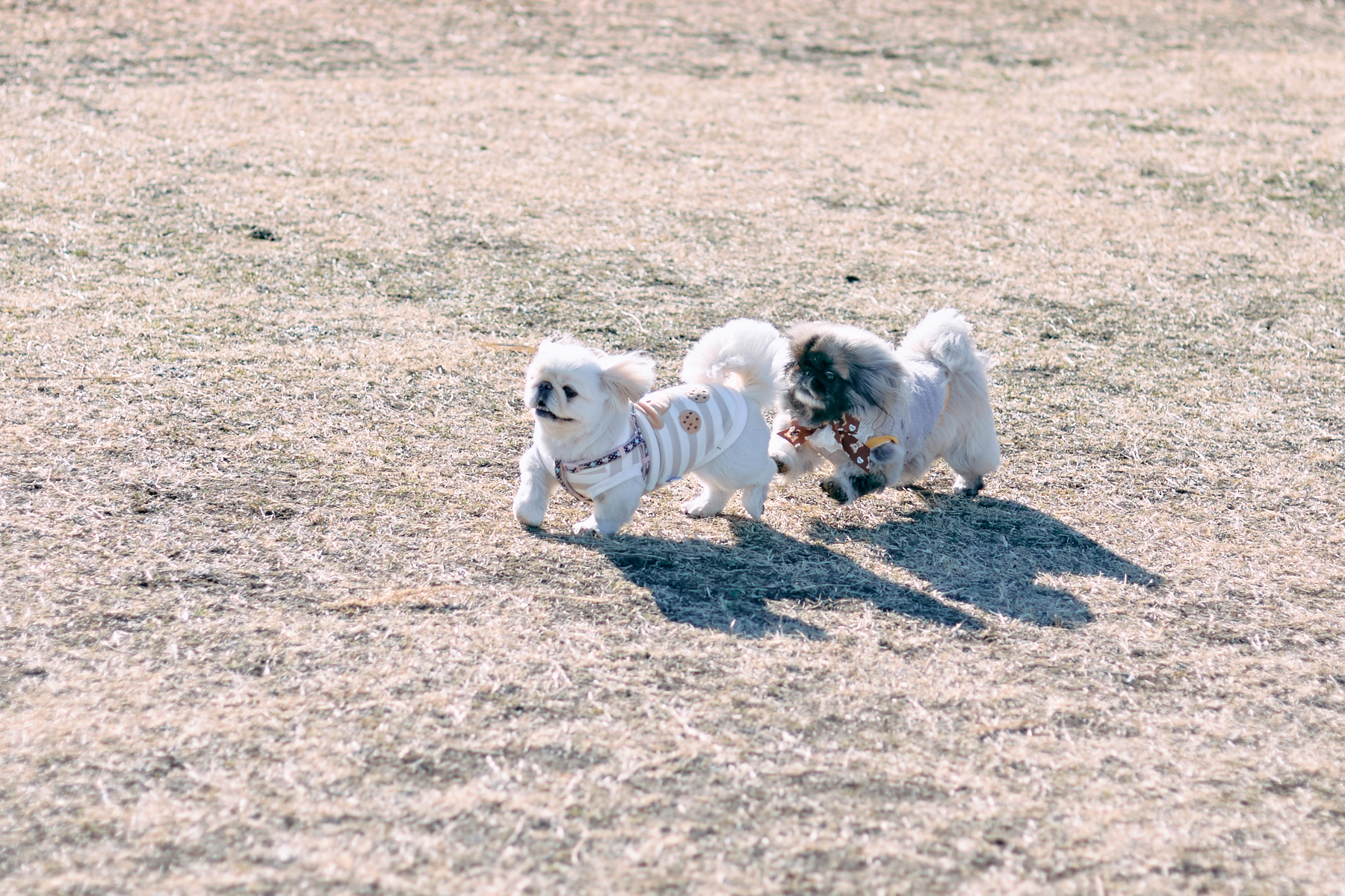 ドッグラン(Pekingese)