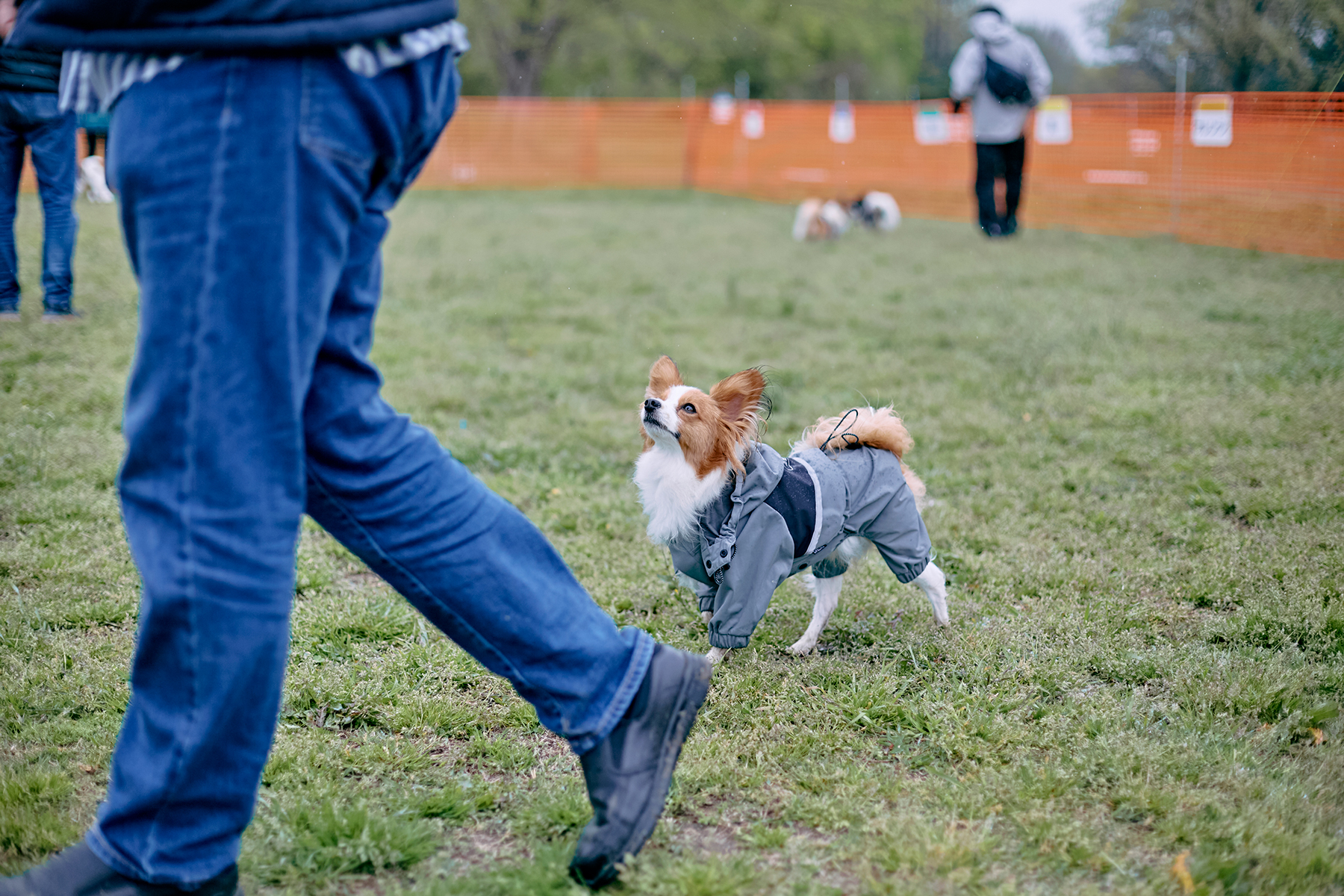 ドッグラン(Papillon)