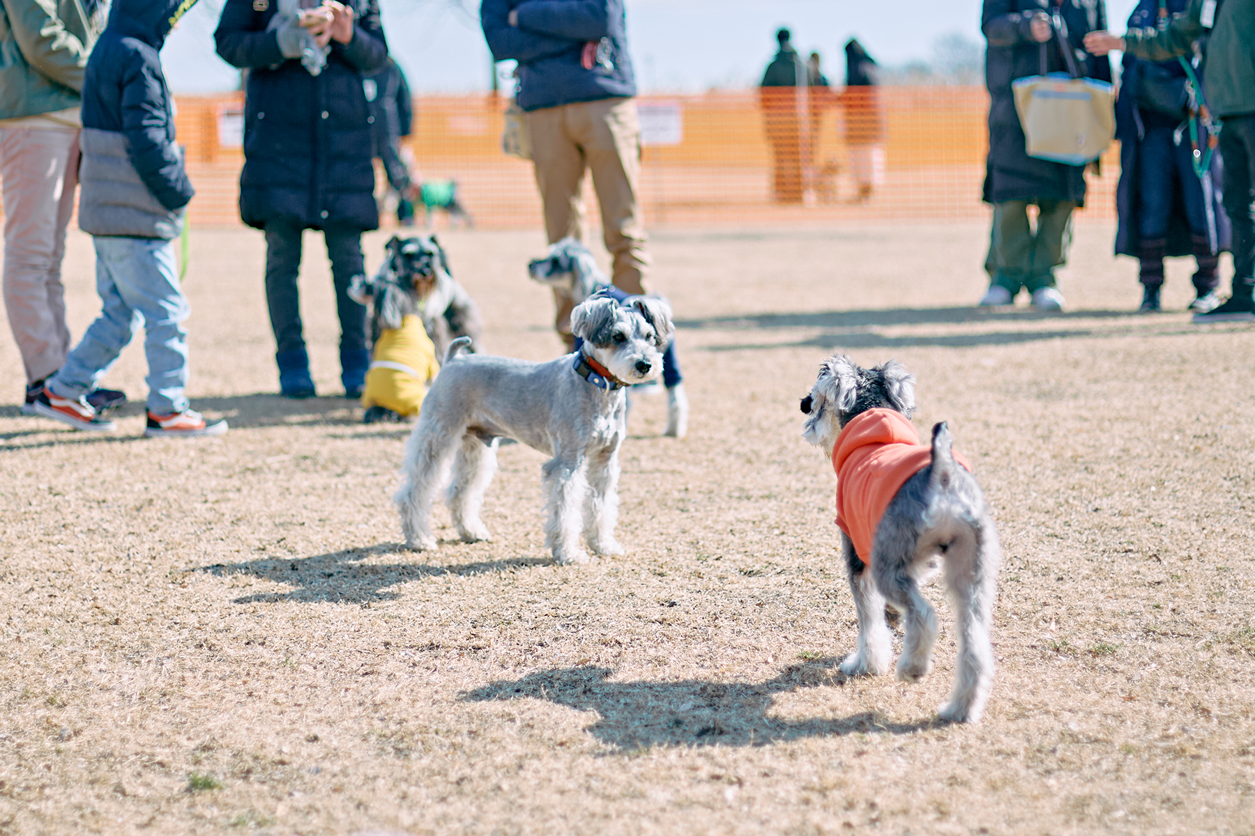 ドッグラン(Schnauzer)