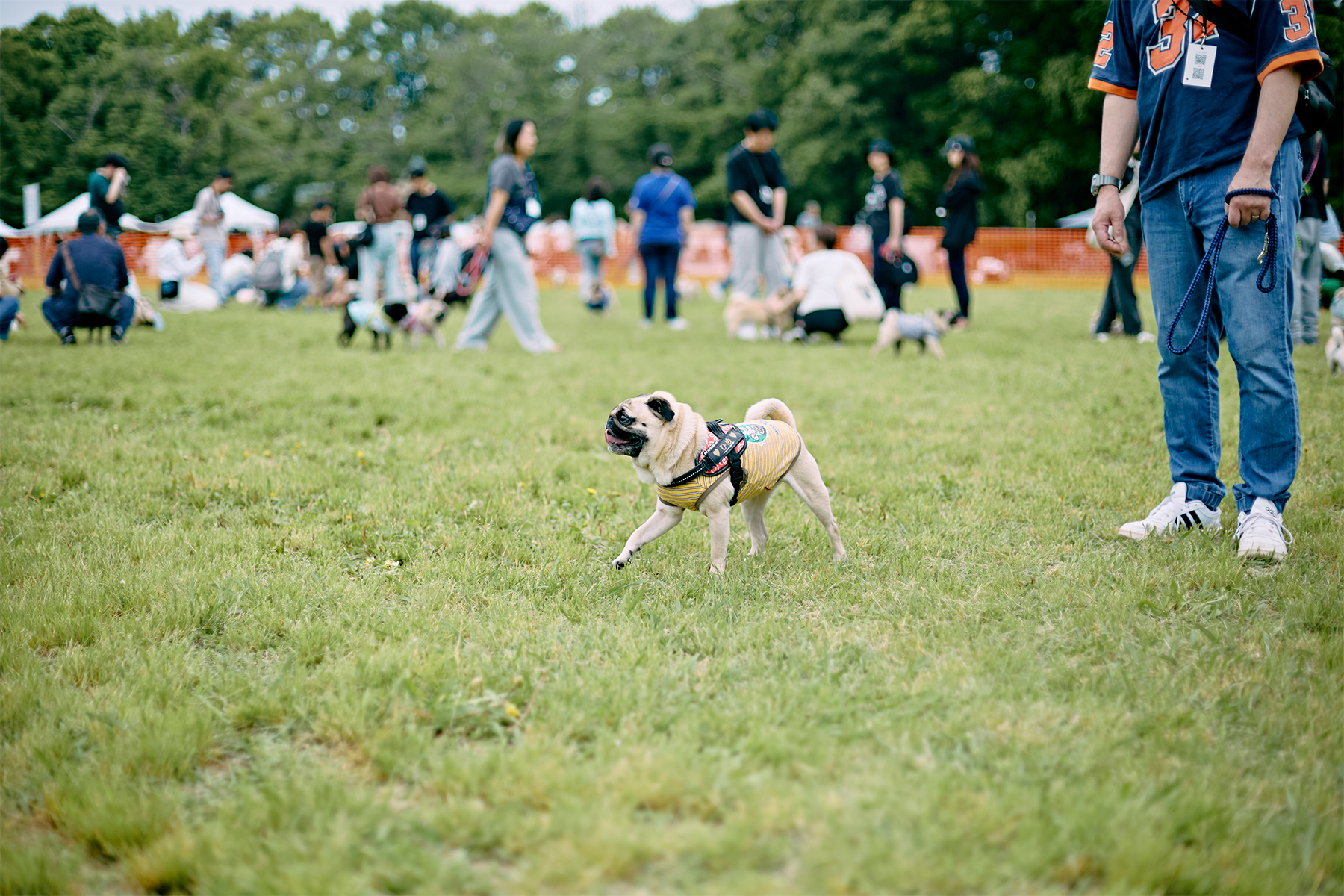 ドッグラン(Pug)