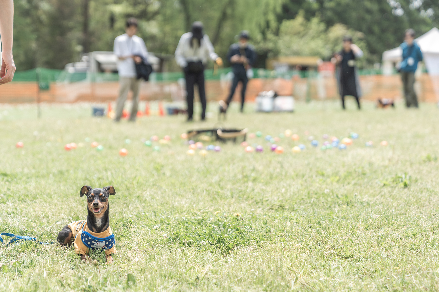 ボール取りゲーム(Pinscher)