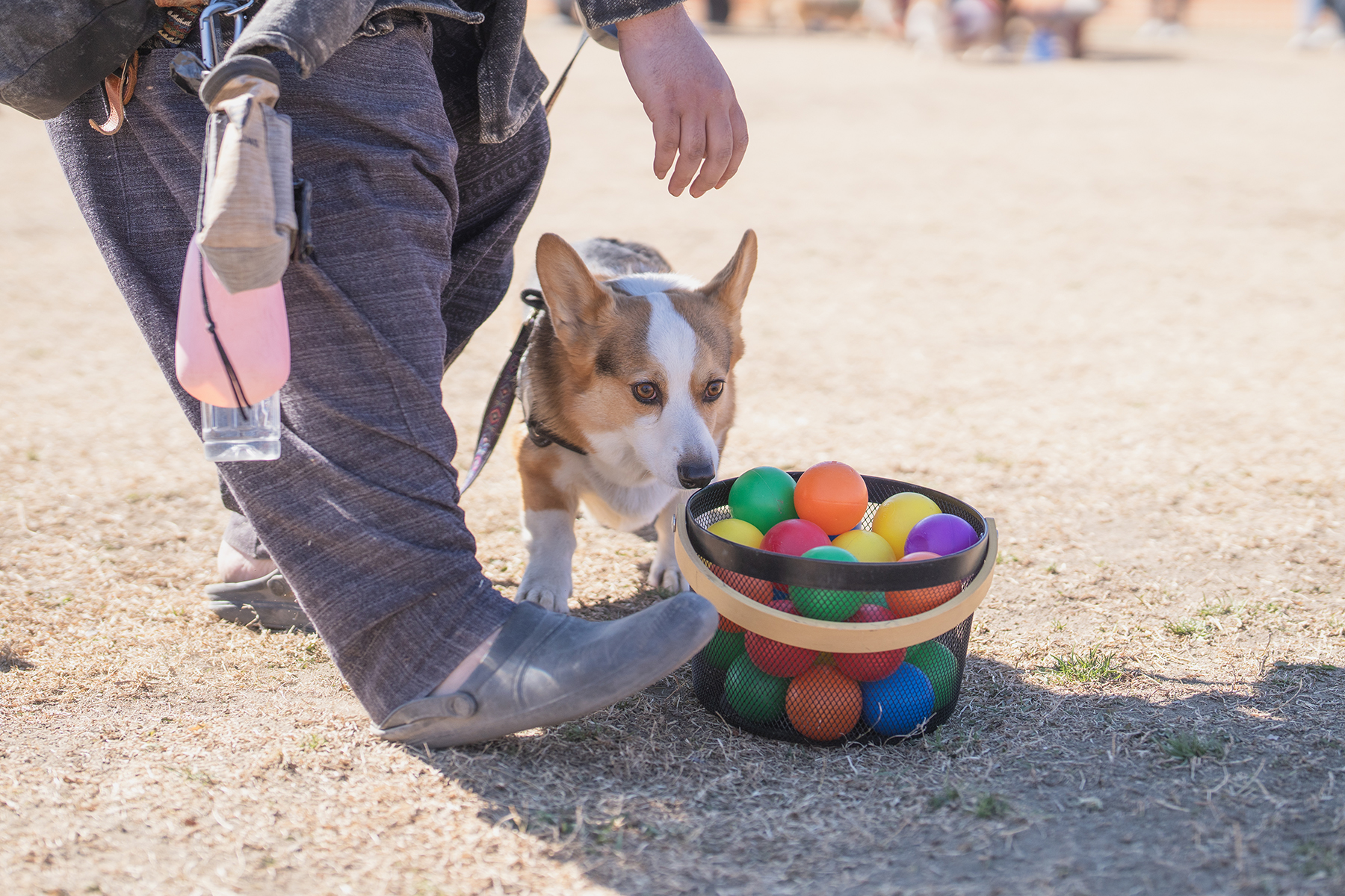 ボール取りゲーム(Corgi Spring)