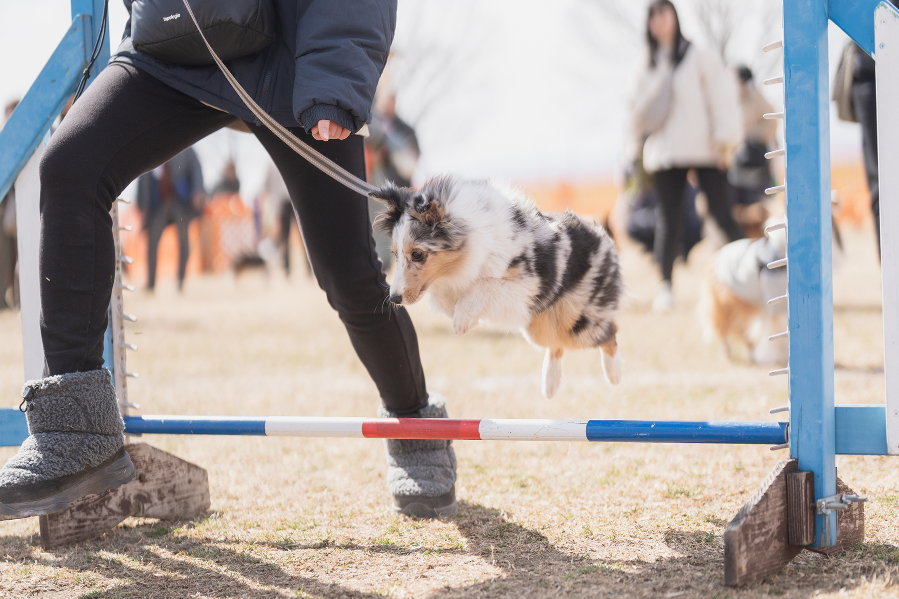 ハイジャンプ競技(Shetland Sheepdog)