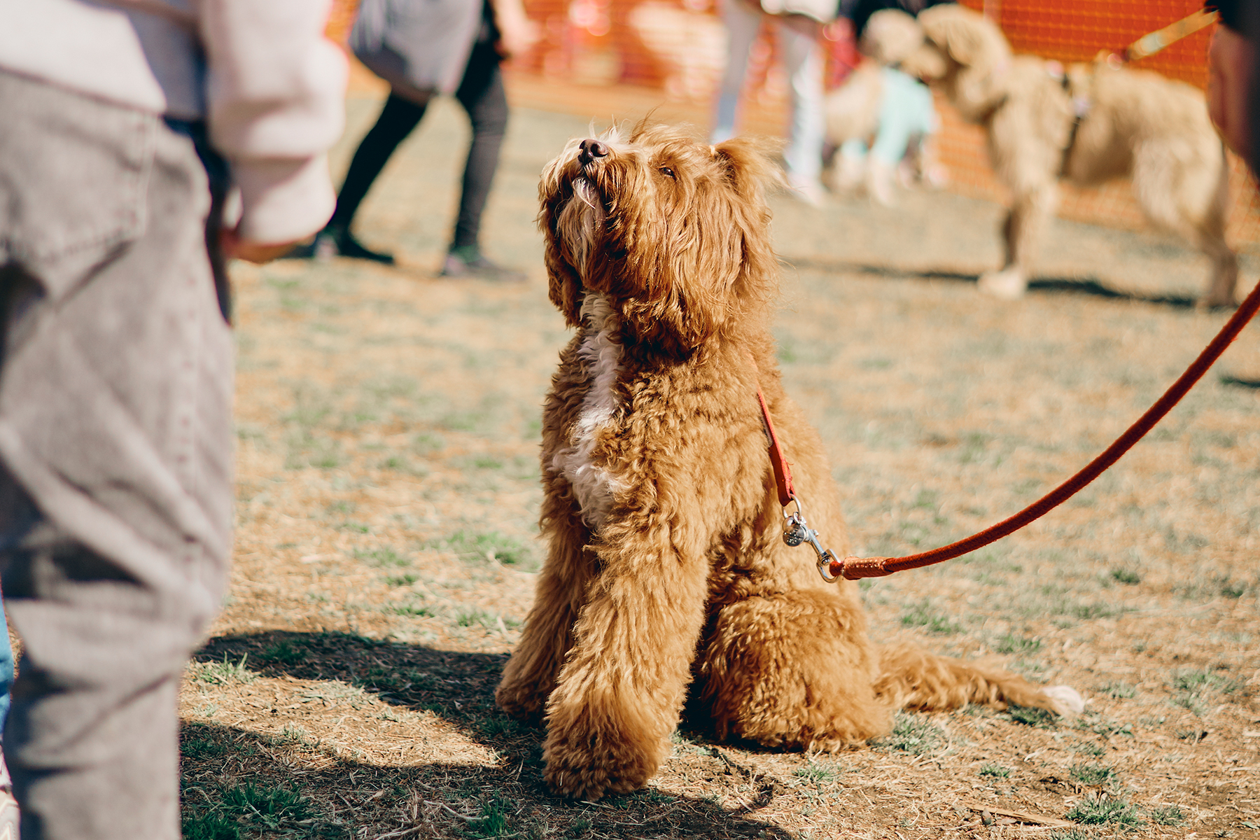 ボール取りゲーム(Australian Labradoodle)