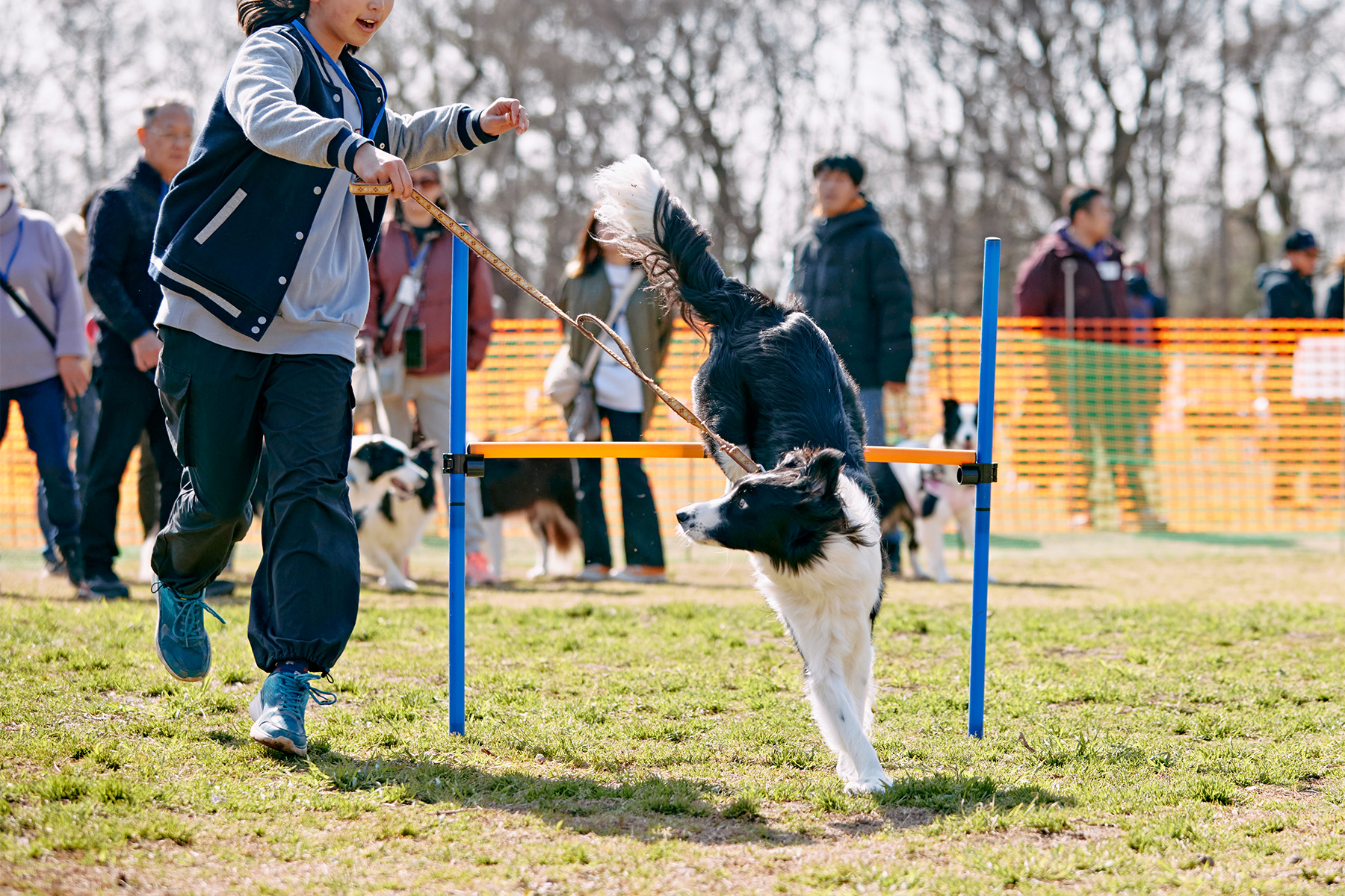 ハイジャンプ競技(Border Collie)