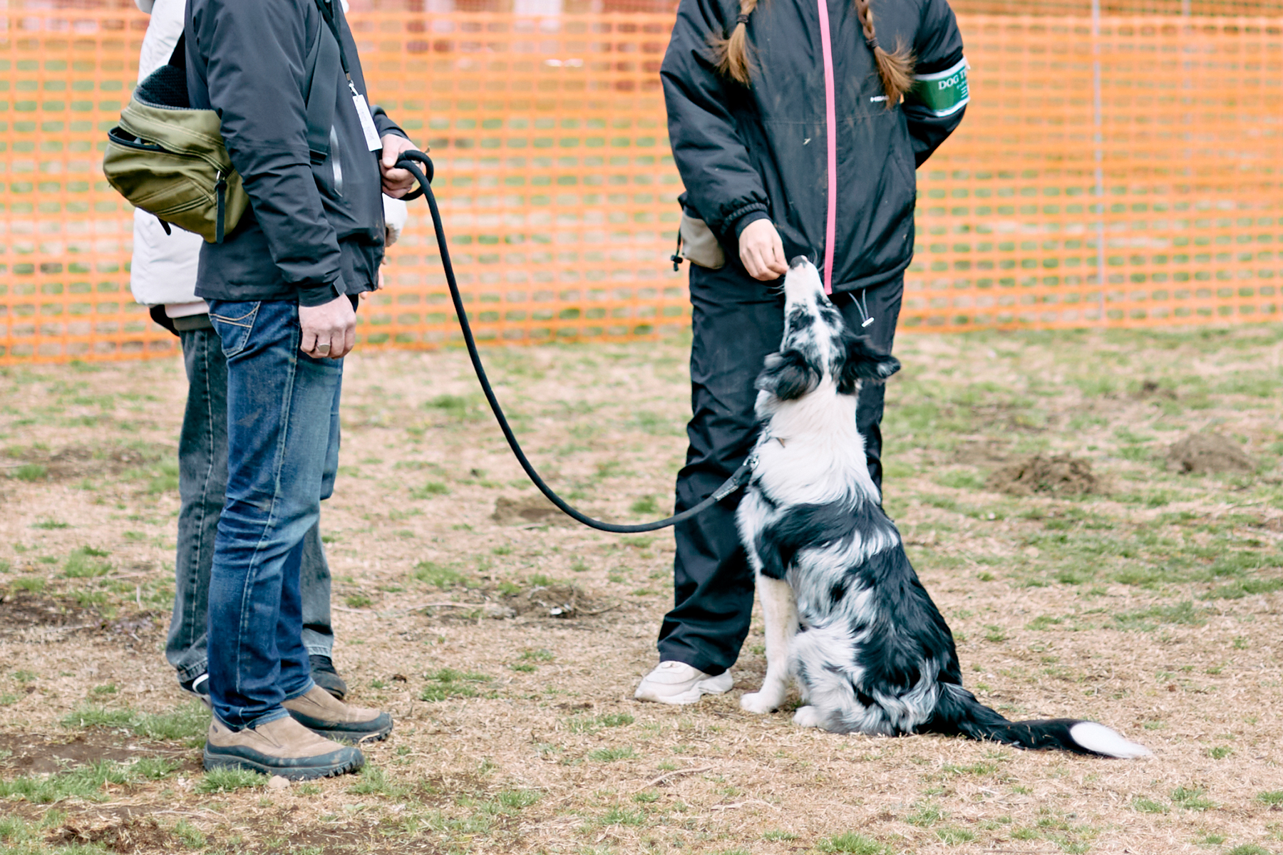 フィールドコンテンツ紹介(Border Collie)