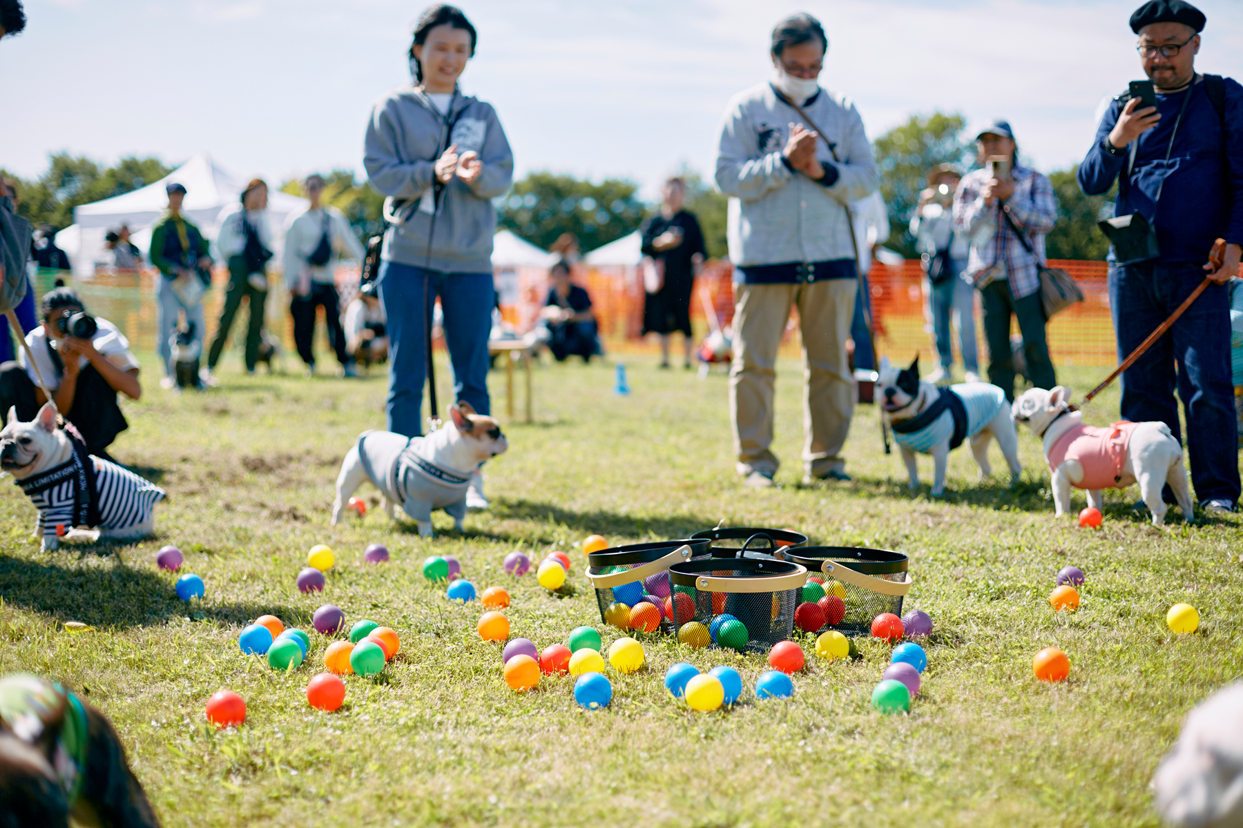 ボール取りゲーム(French Bulldog)