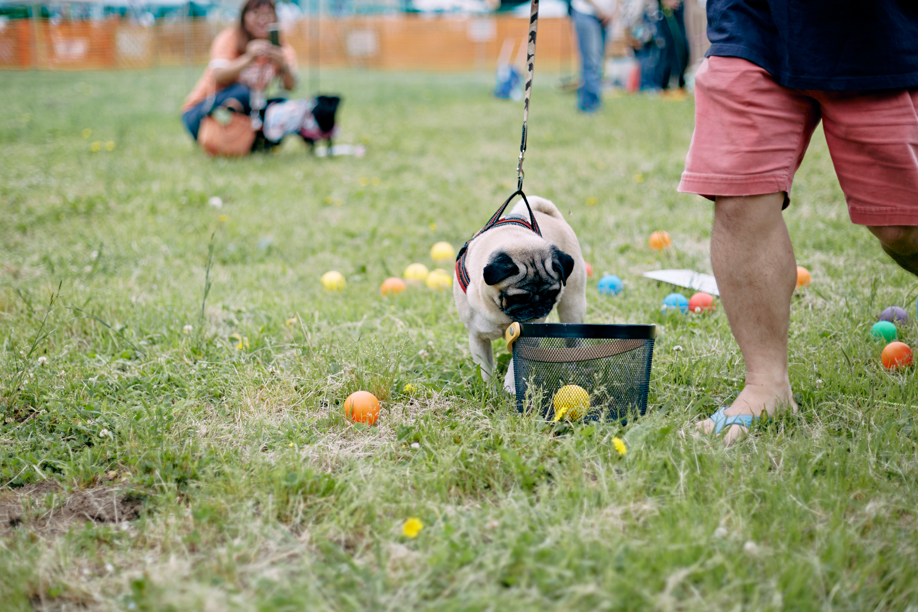 ボール取りゲーム(Pug)