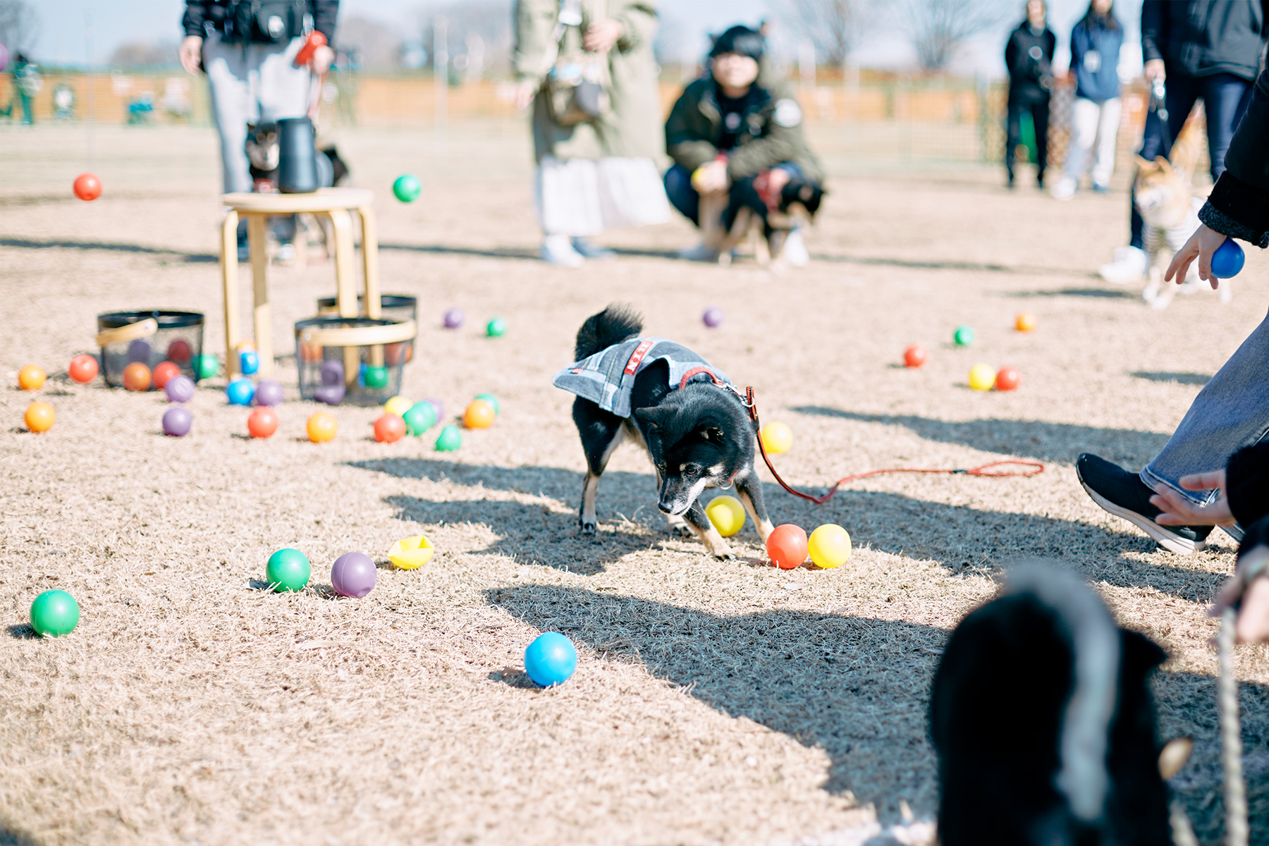 ボール取りゲーム(Shiba Spring)