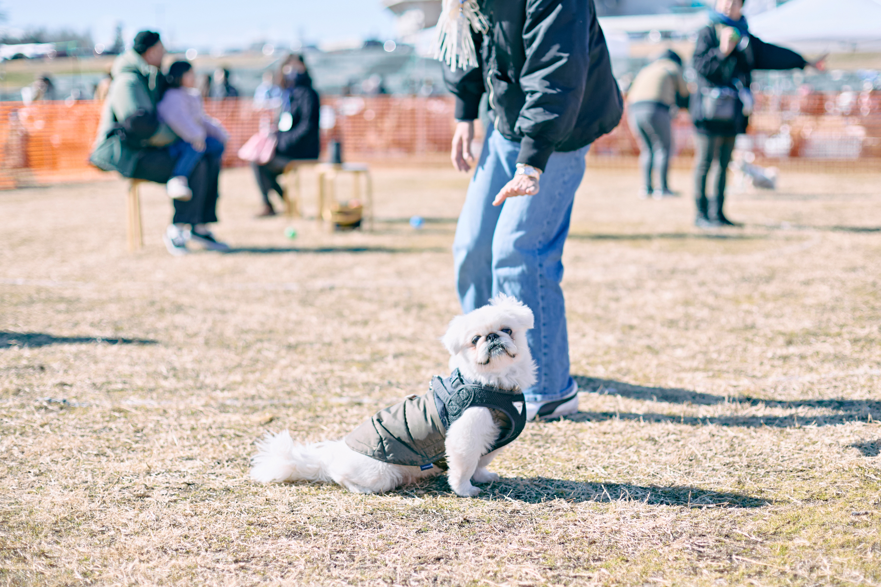 ボール取りゲーム(Pekingese)