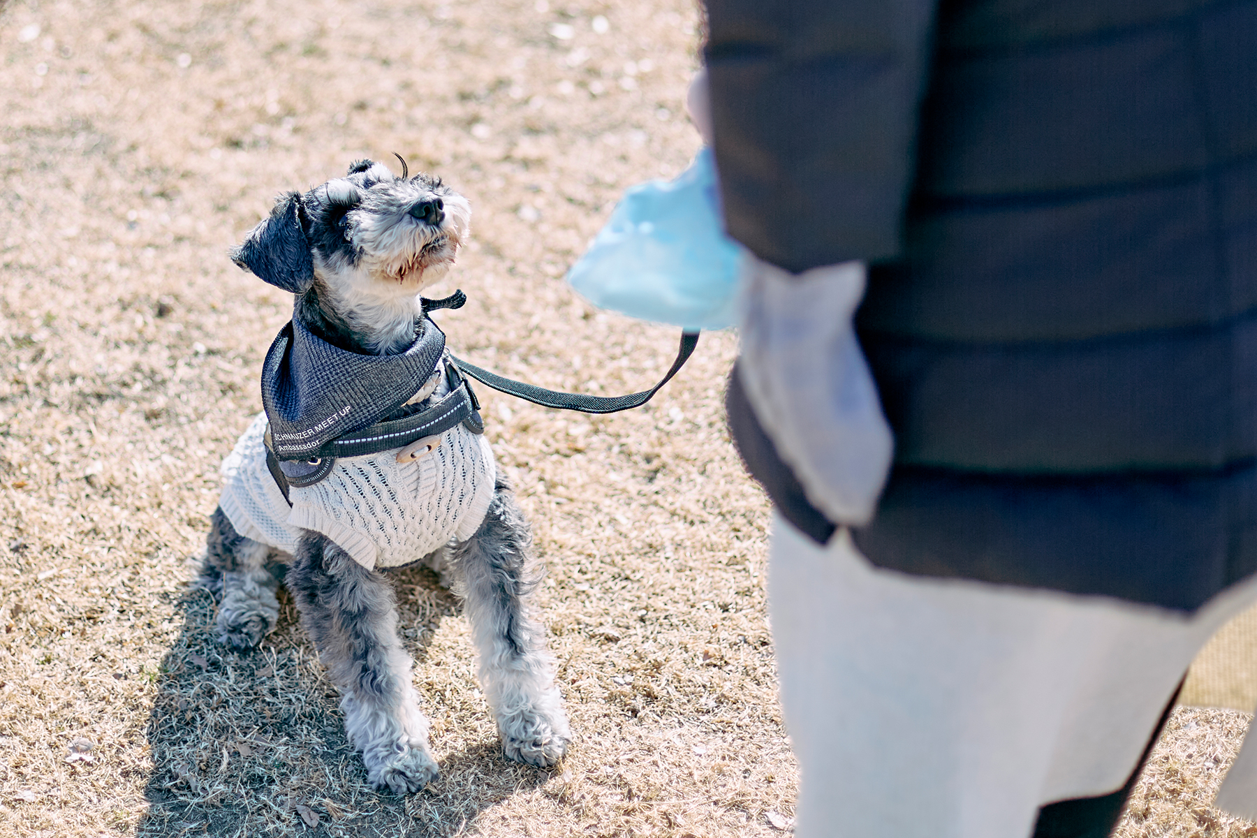 フィールドコンテンツ紹介(Schnauzer)