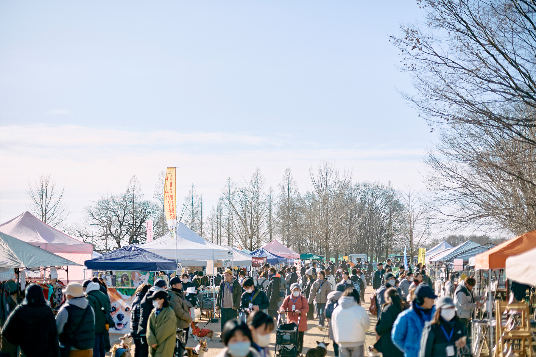 出店者(Pekingese)