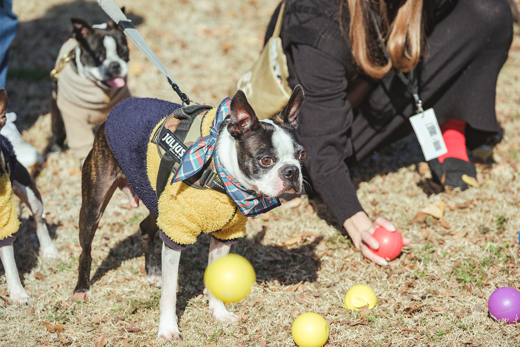 ボール取りゲーム(Boston Terrier Spring)