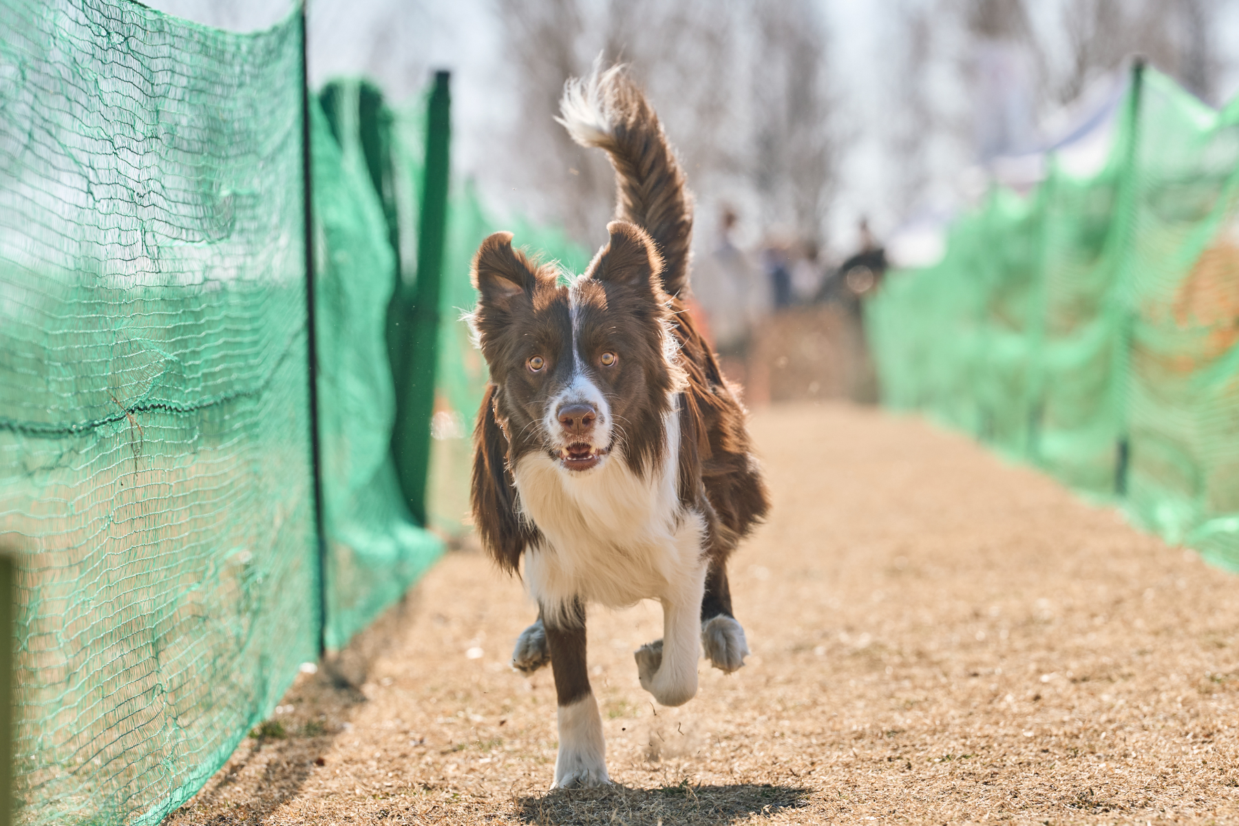 2026春夏 50mスプリント・50ｍハードル走結果発表(Border Collie)