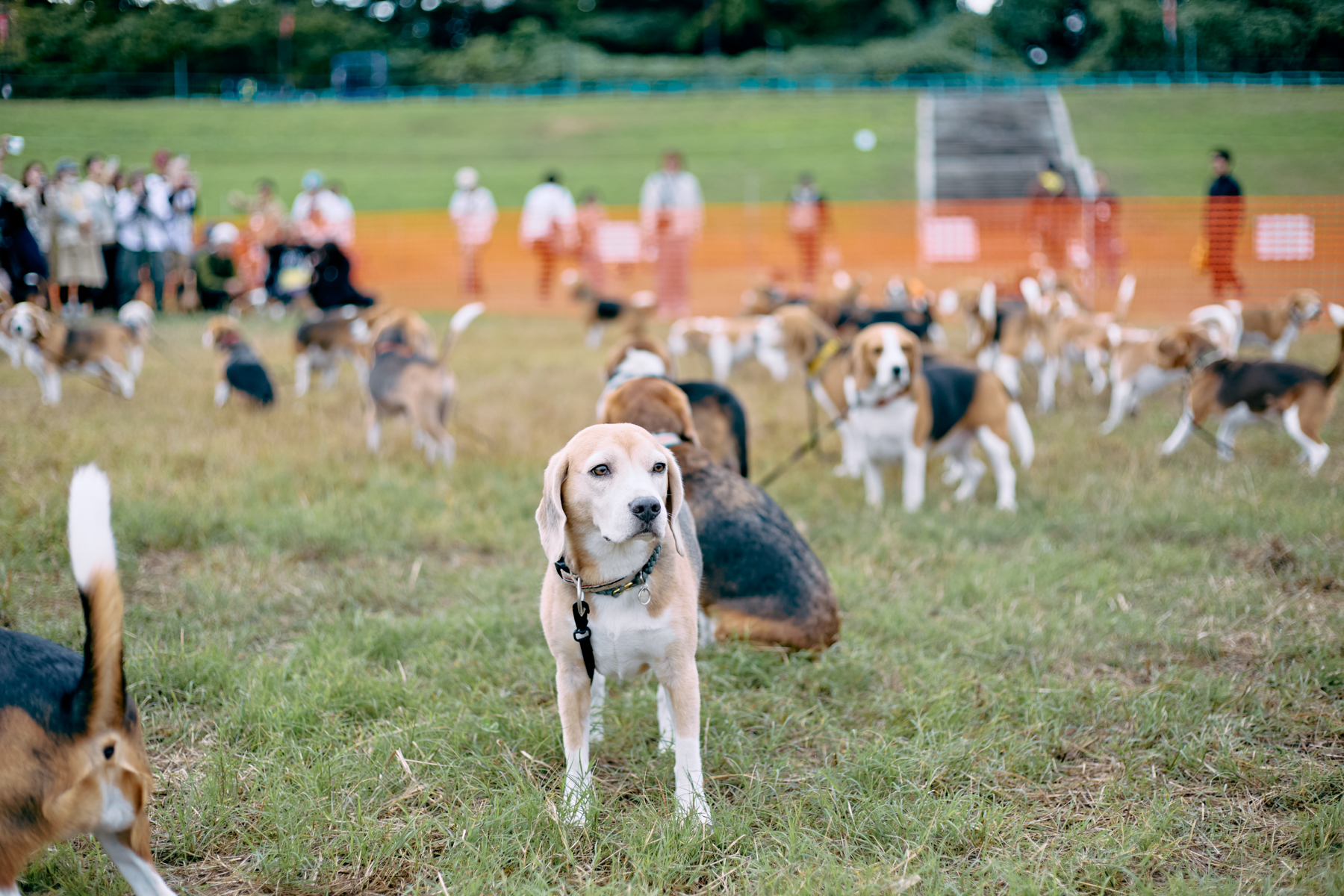 Beagle MEET UP 2026