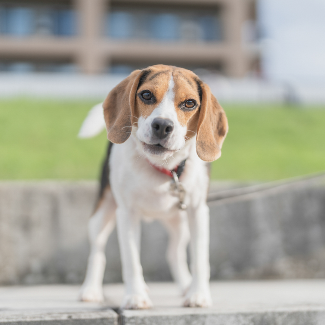 Beagle MEET UP 2026 | meetup | フリーステッチ free stitch