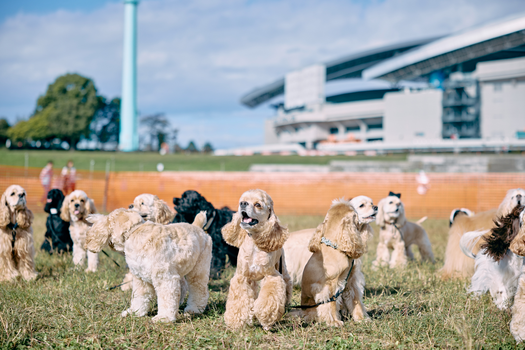 犬まみれ撮影会(Cocker Spaniel)