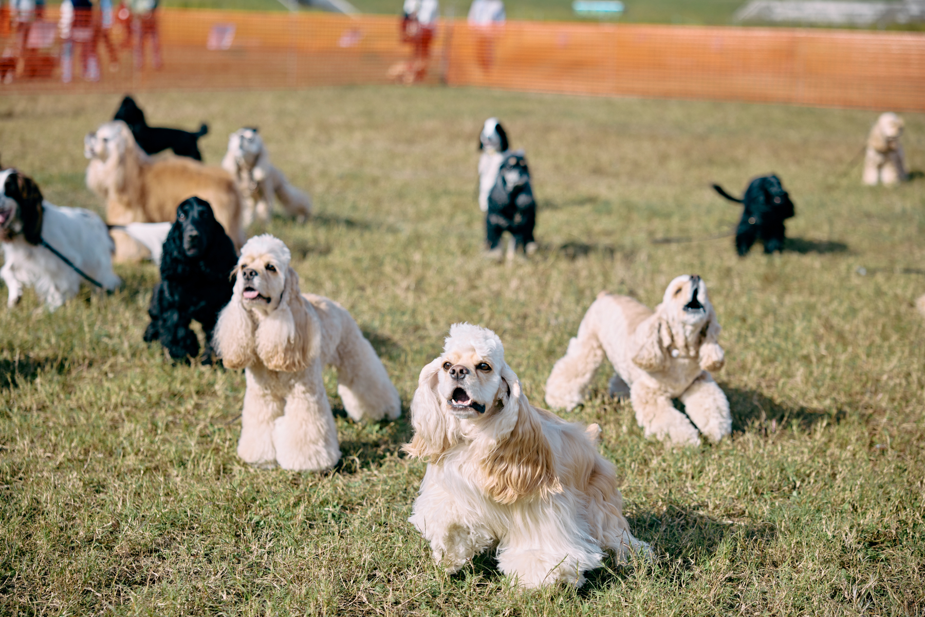 Cocker Spaniel Festival 2026