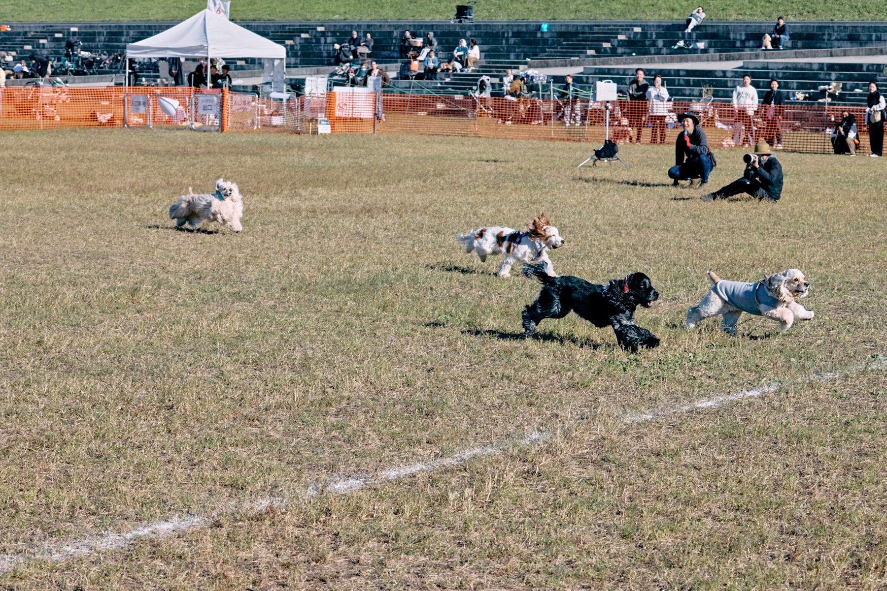 30mレース(Cocker Spaniel)