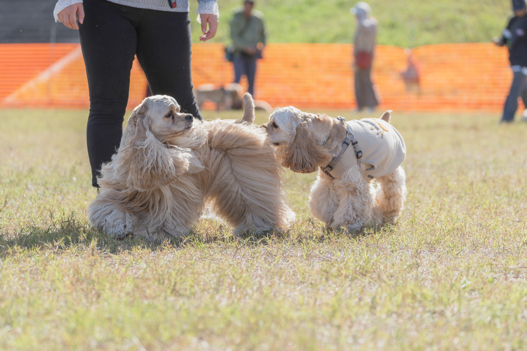 ドッグラン(Cocker Spaniel)