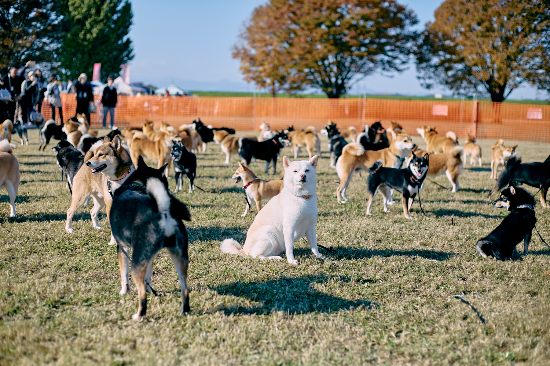 犬まみれ撮影会(Shiba 26 Autumn)