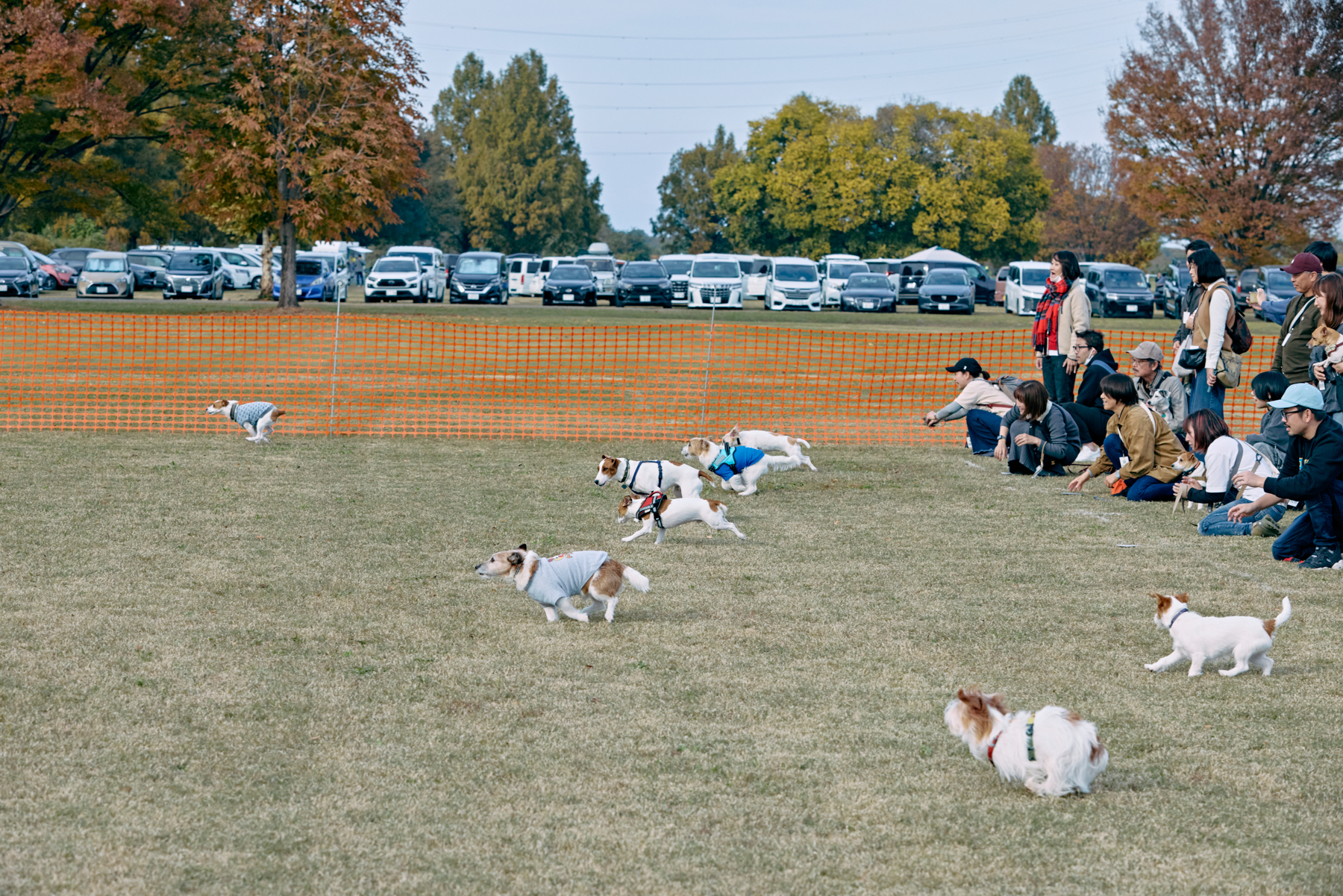 30mレース(Jack Russell Terrier)