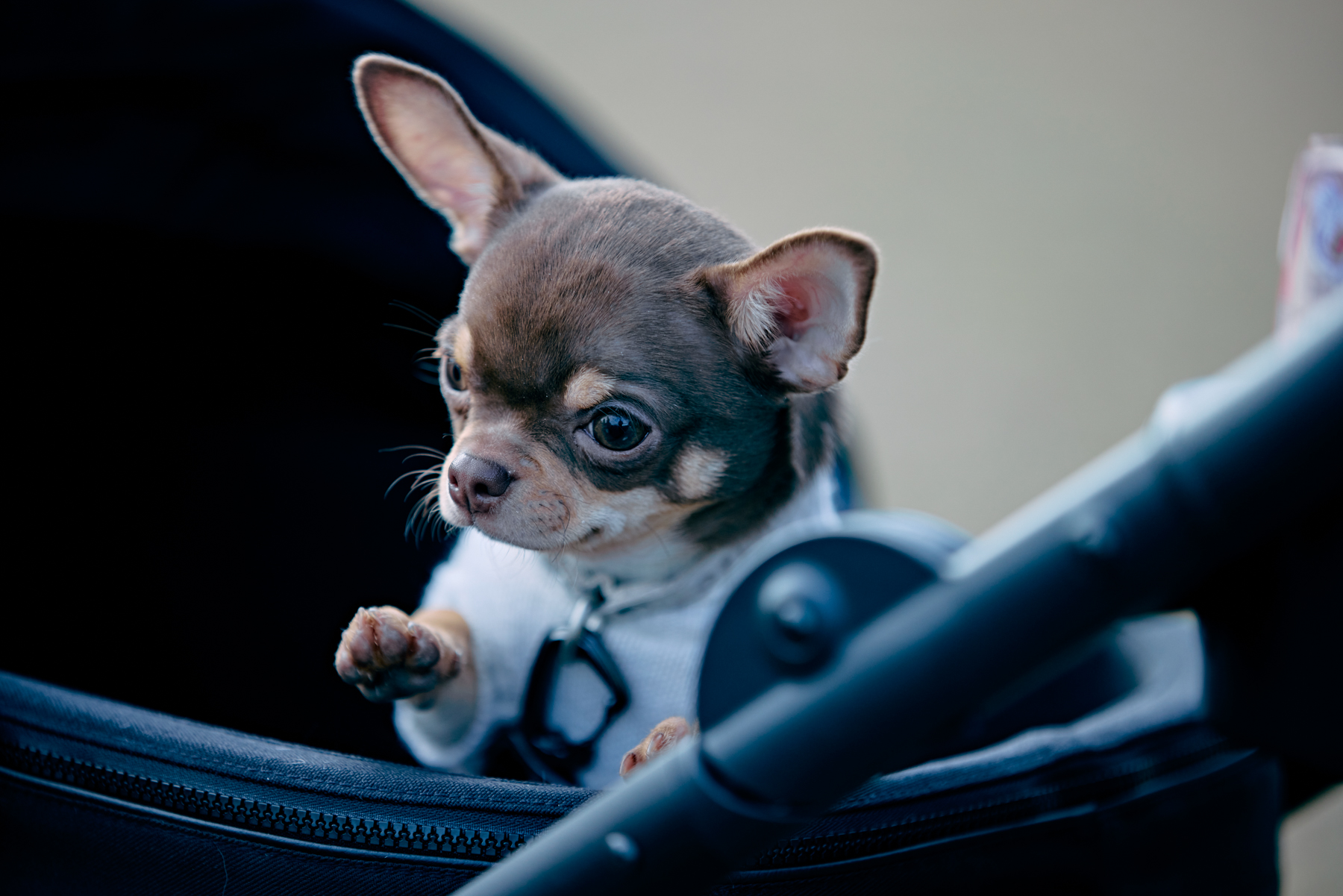 パピーセミナー(Chihuahua)