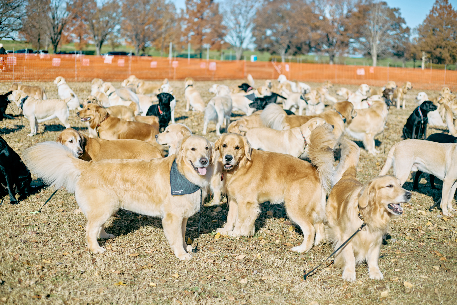 犬まみれ撮影会(Retriever)