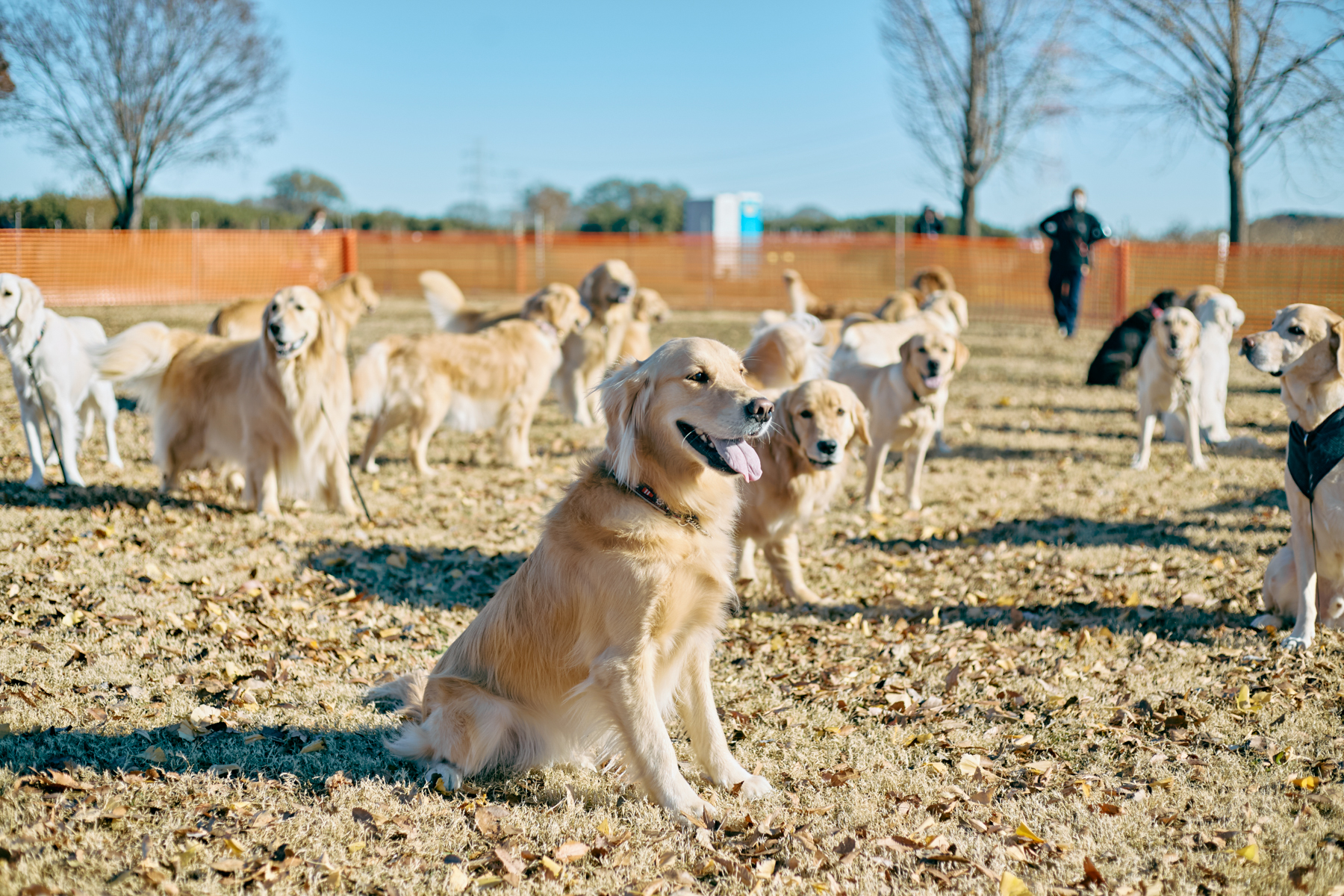 Retriever Day 2026