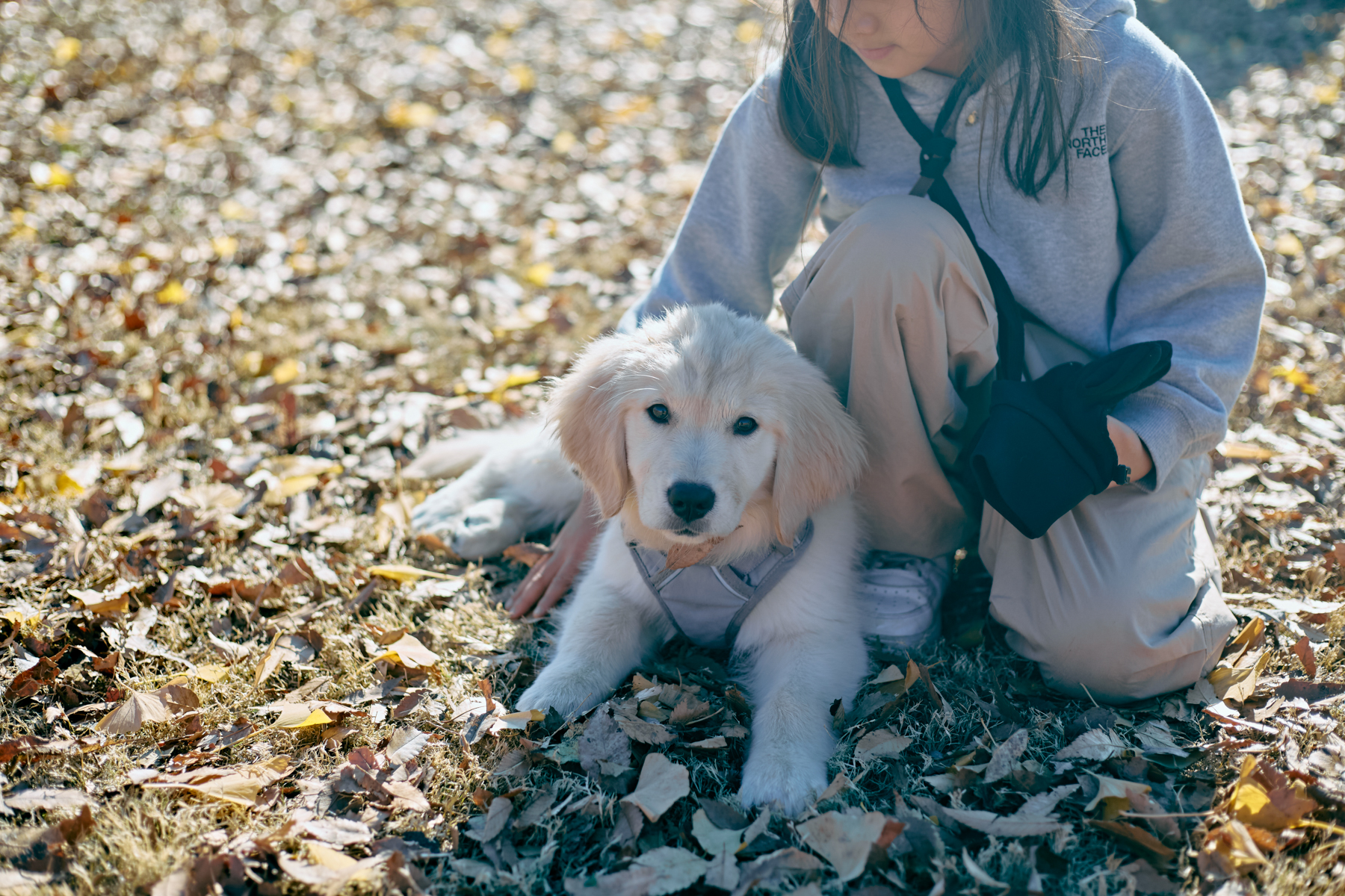 パピーセミナー(Retriever)