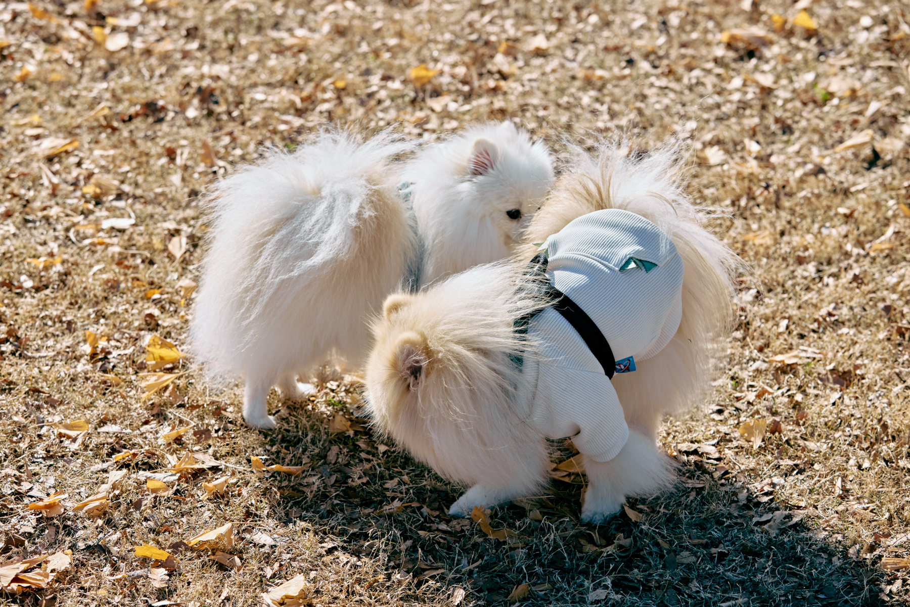 ドッグラン(Pomeranian)