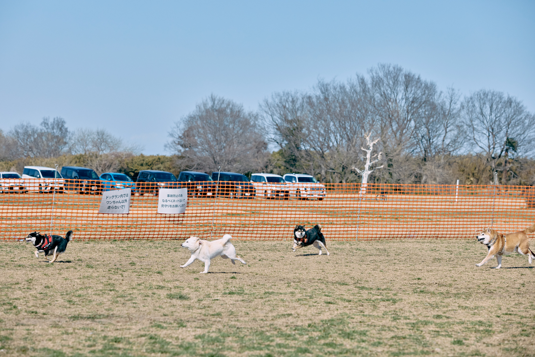 30mレース(Shiba 26 Autumn)