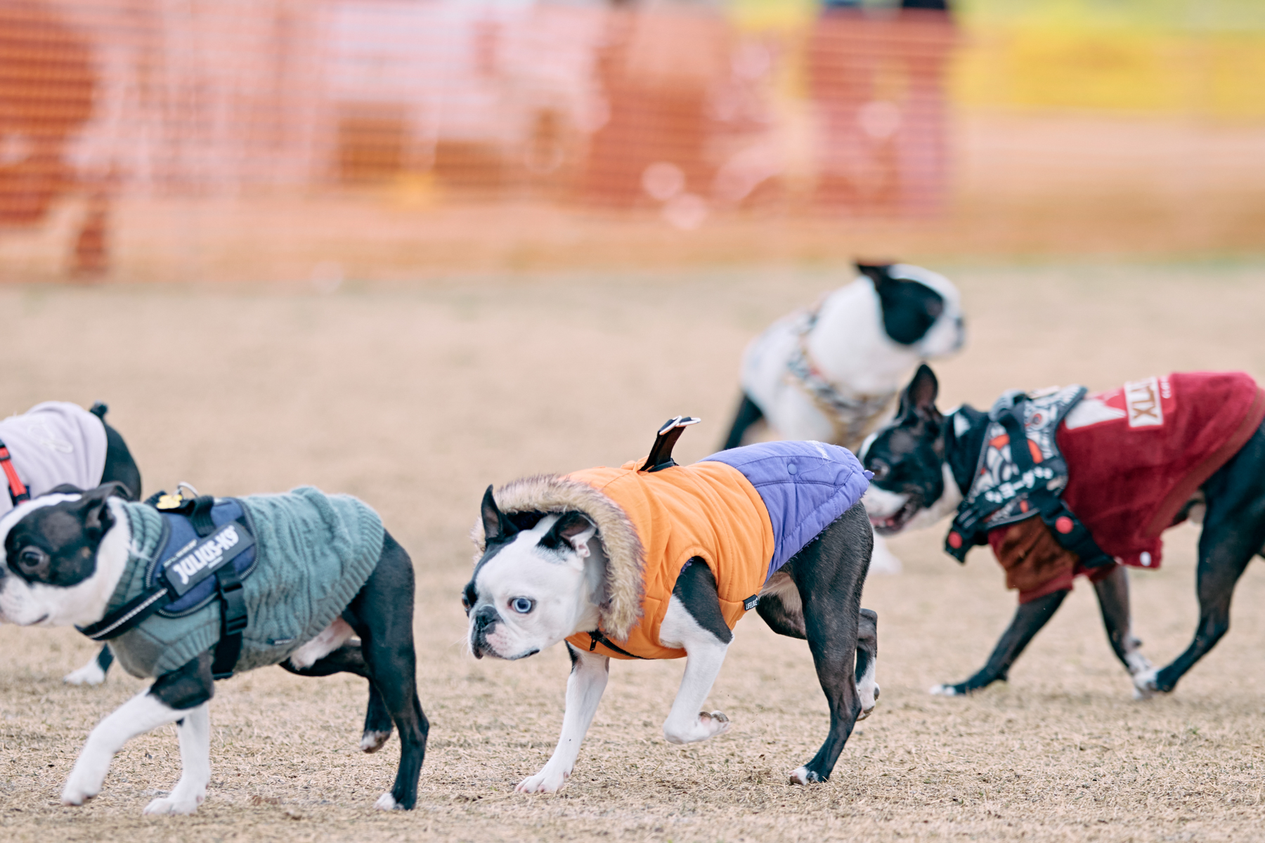 ドッグラン(Boston 26 Autumn)